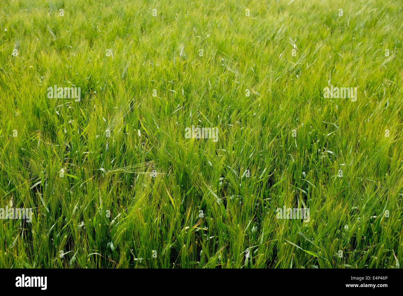 Field of green barley Stock Photo