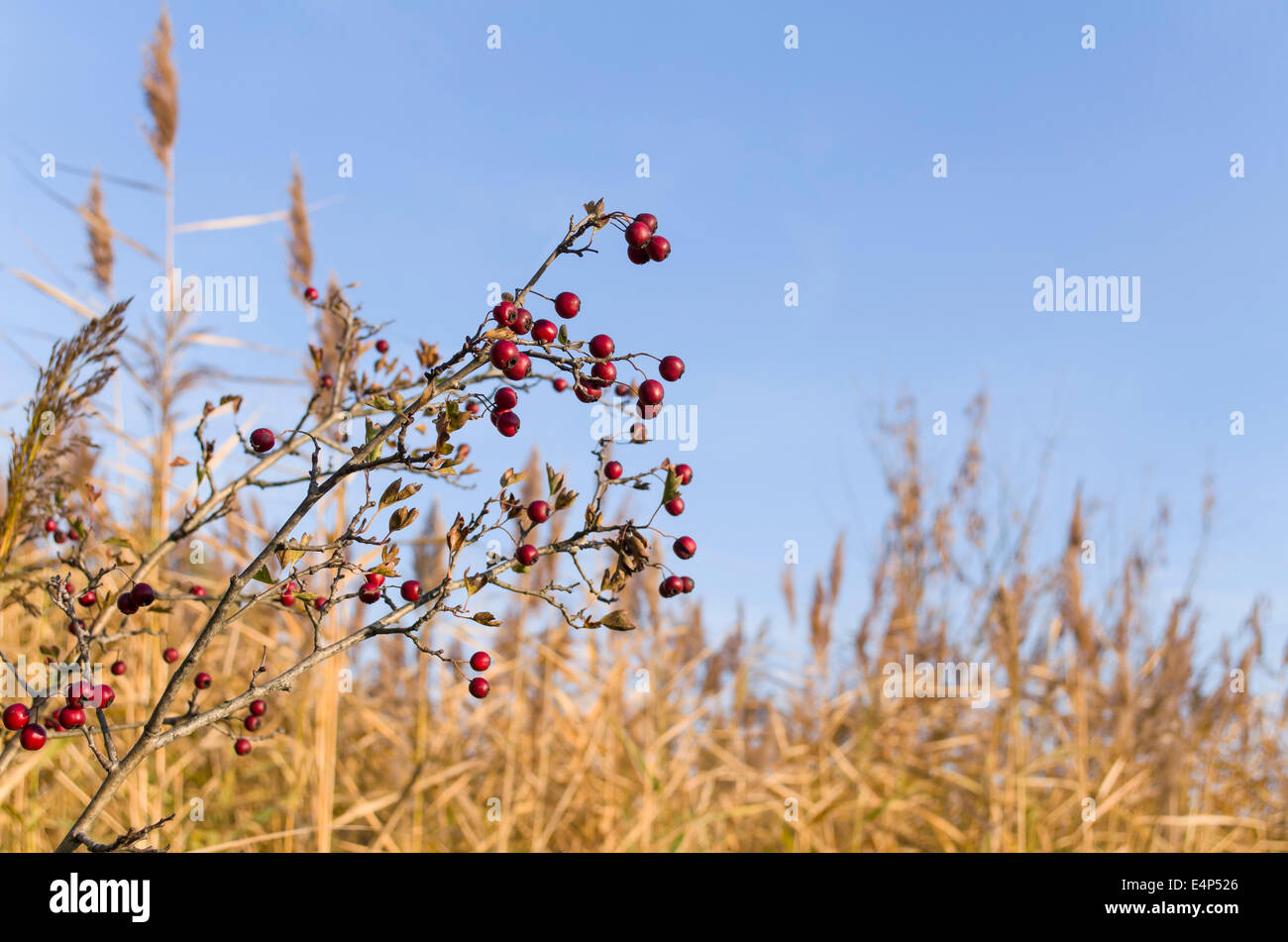Common Hawthorn Berries in front of Reeds Stock Photo