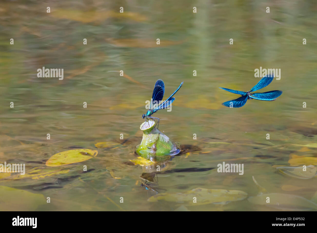 Summer river dragonflies hi-res stock photography and images - Alamy