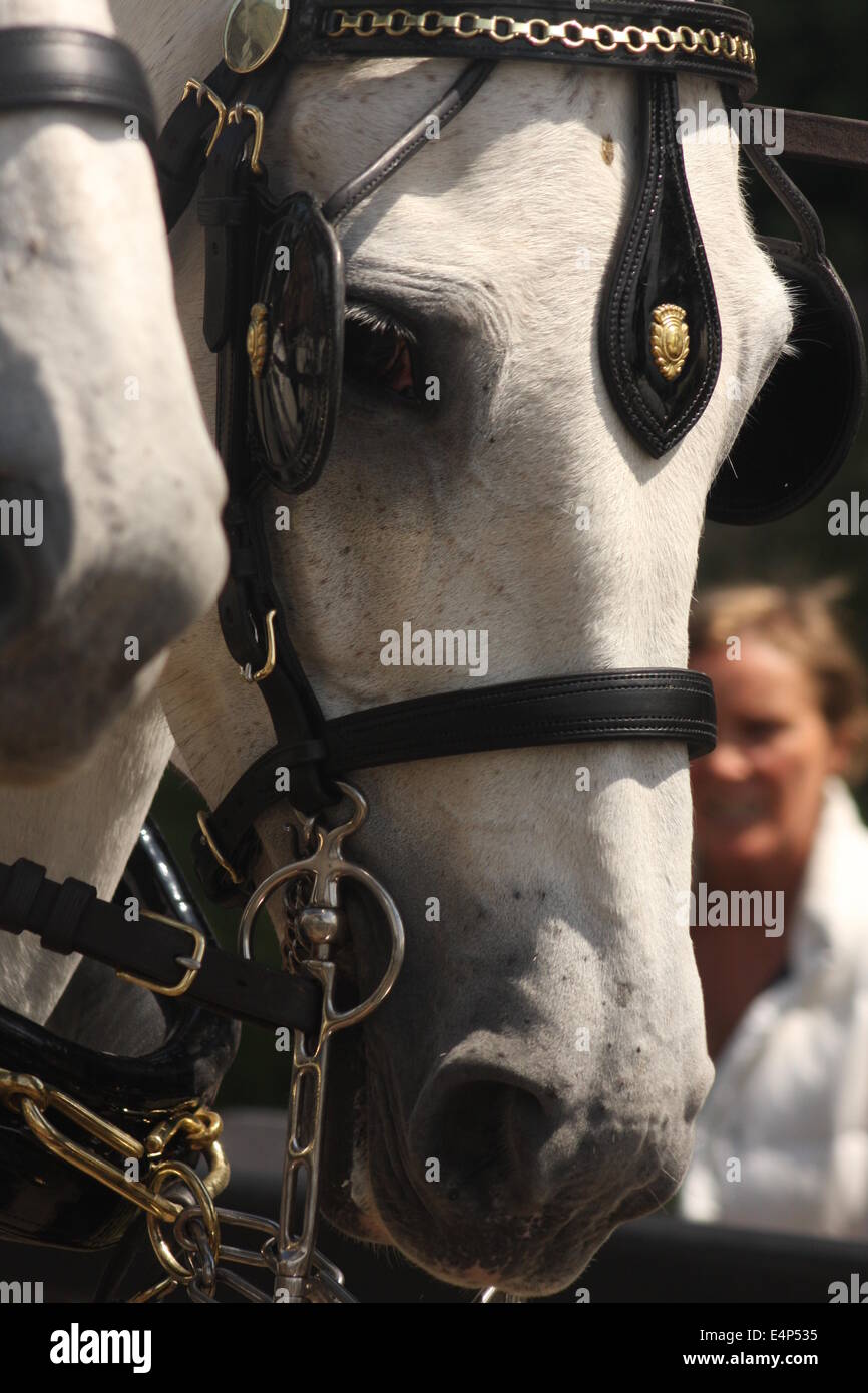 Horses in harness hi-res stock photography and images - Alamy
