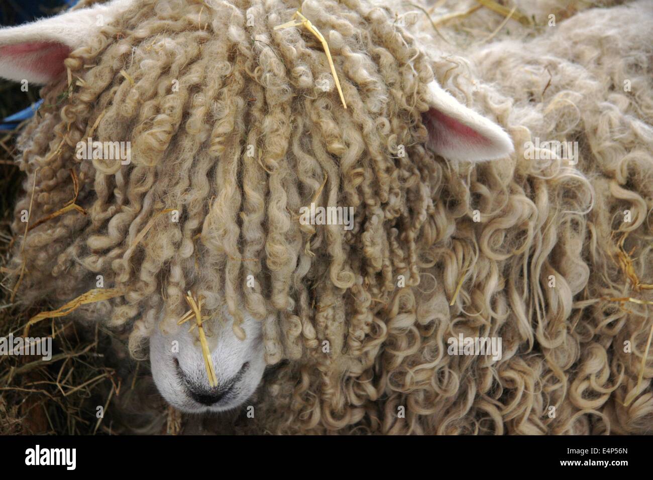 sheep with long fringe Stock Photo