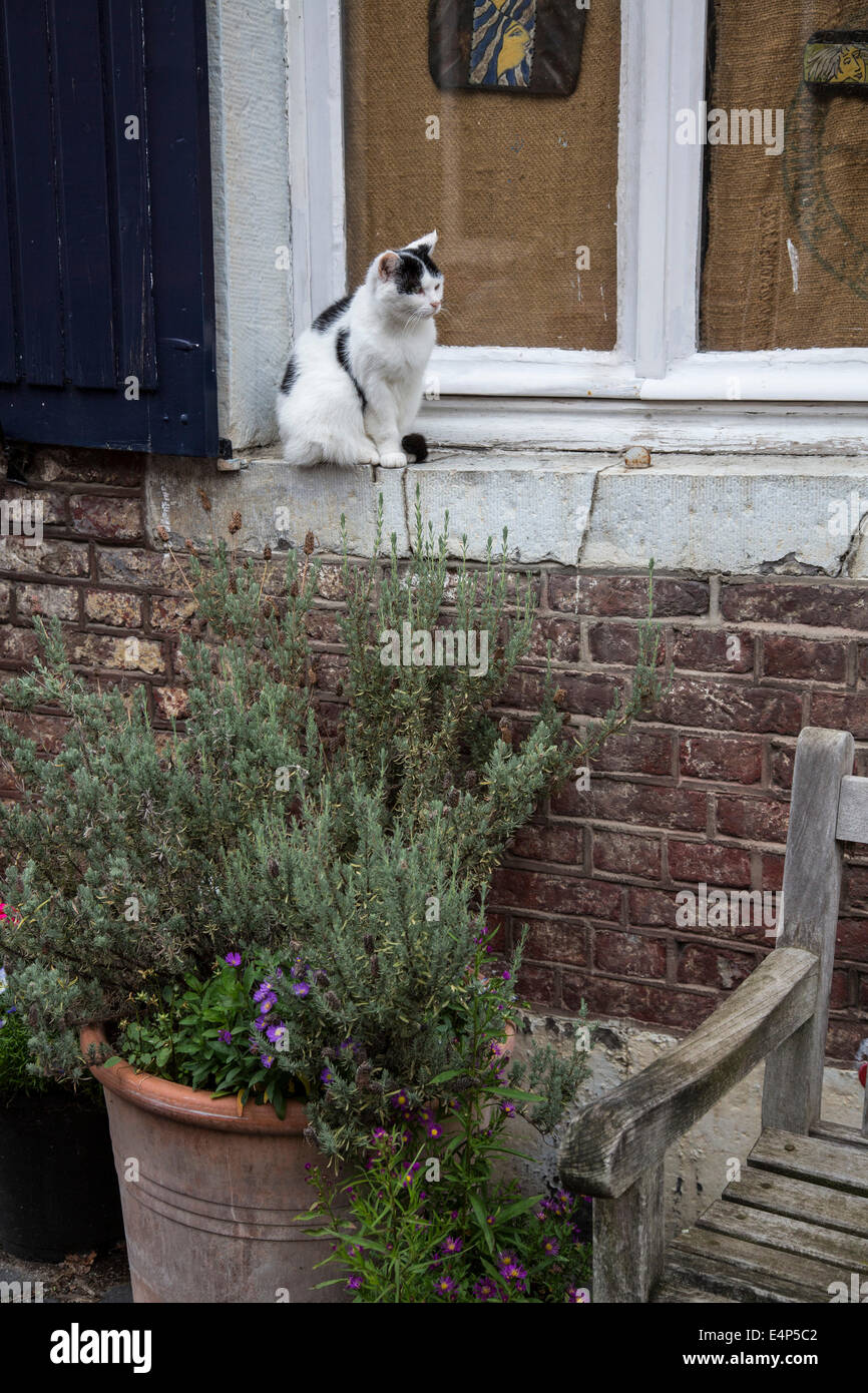 Cat on a windowsill Stock Photo