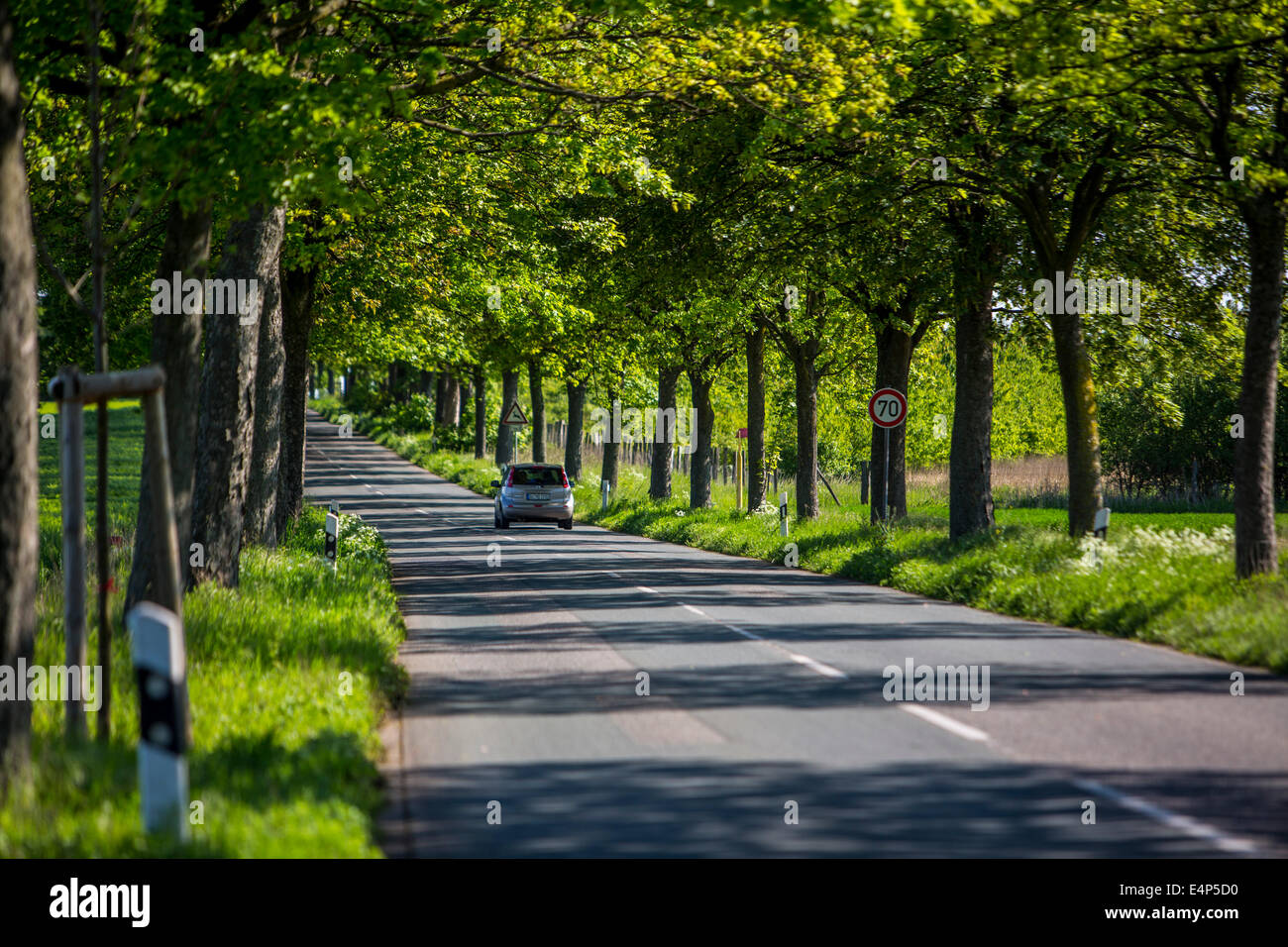 Country road, alley, avenue, trees, car, Stock Photo