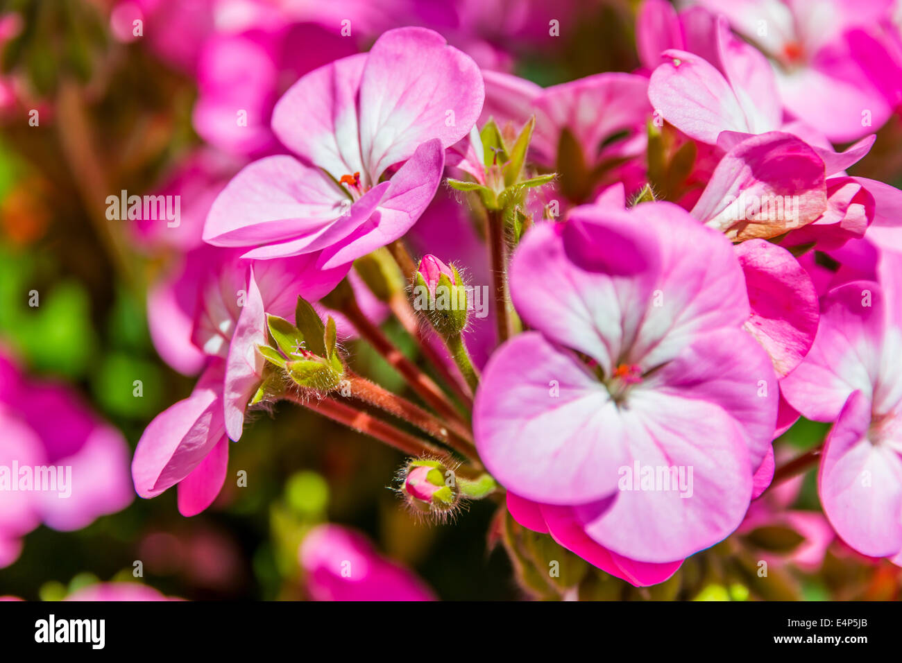 Bud and flowers hi-res stock photography and images - Alamy