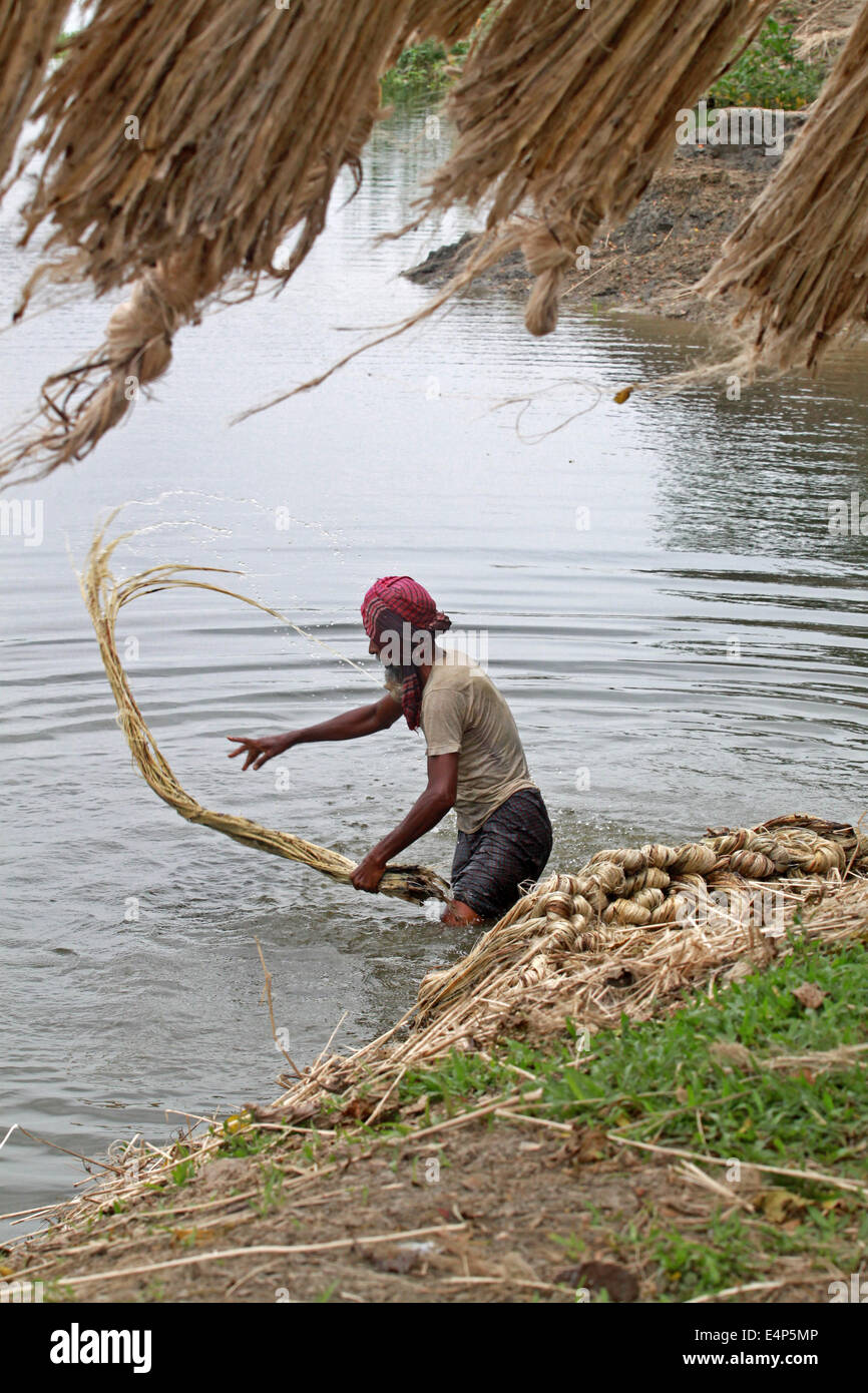 Old man processing jute into water Stock Photo Alamy