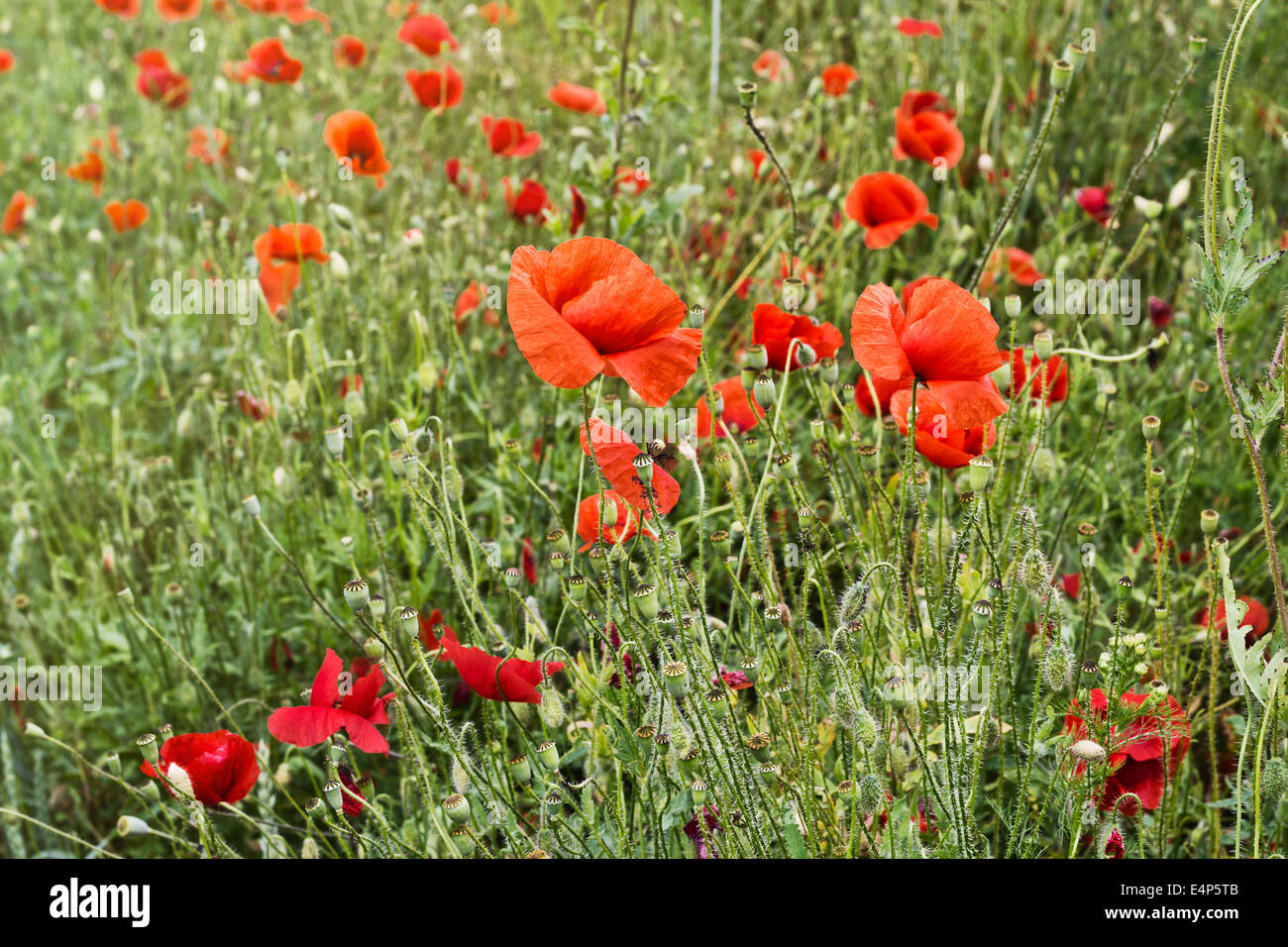 Red poppy spring meadow hi-res stock photography and images - Alamy