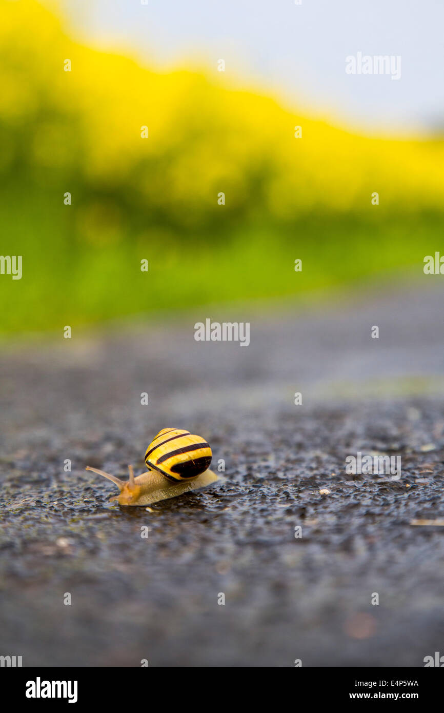 Grove snail (Cepaea nemoralis) on a wet asphalt street Stock Photo