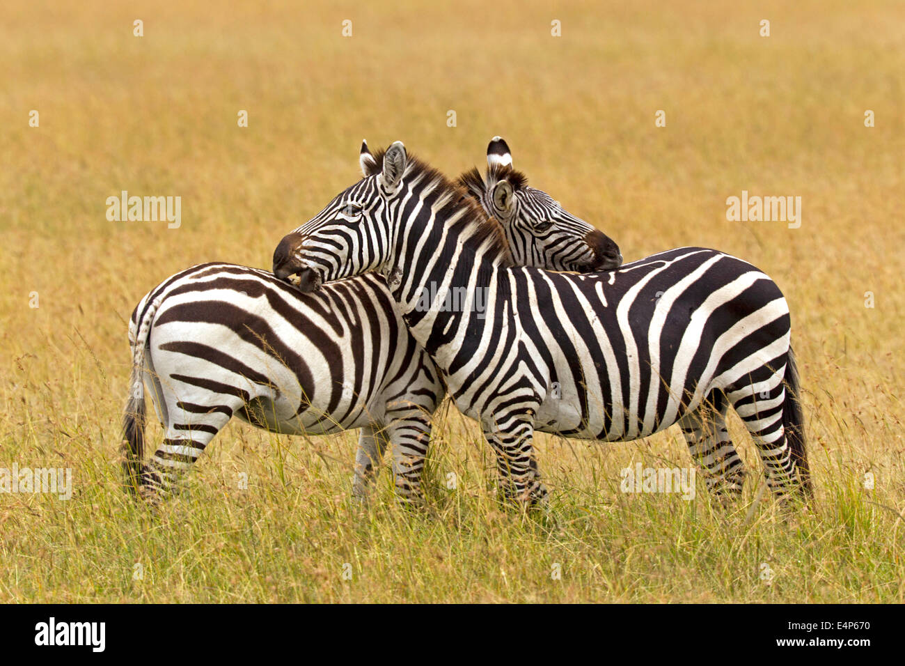 Böhmzebra s beknabbern sich Stock Photo