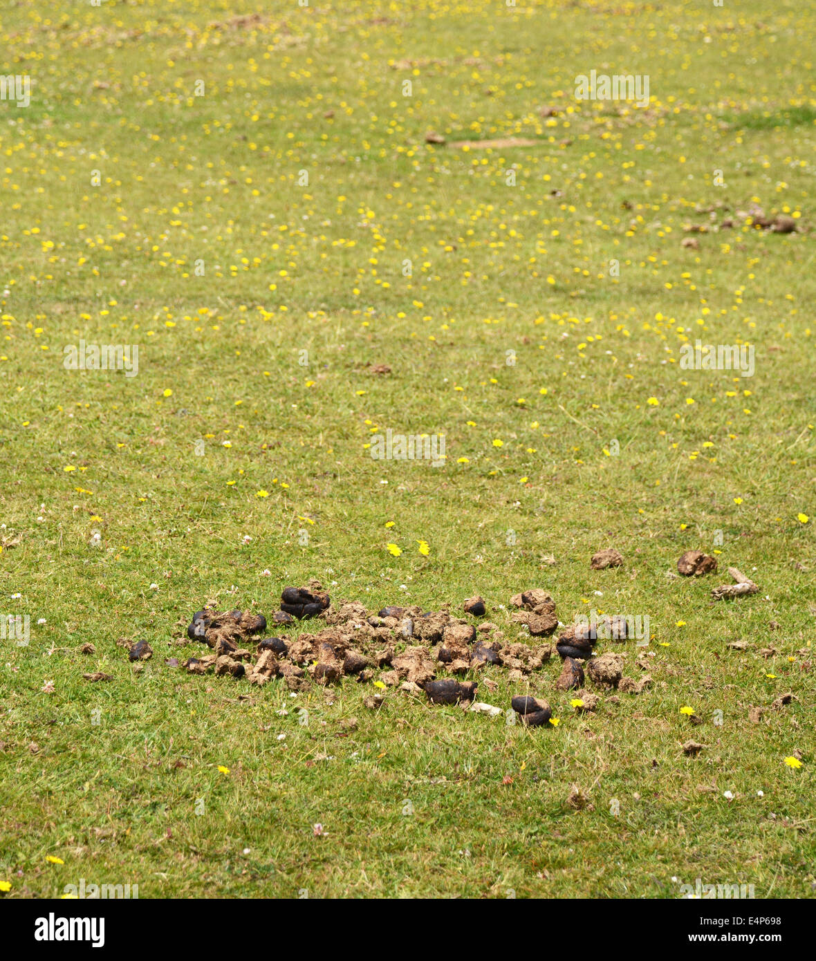 Horse manure in a field of grass and yellow hawkbit flowers, copy space above Stock Photo