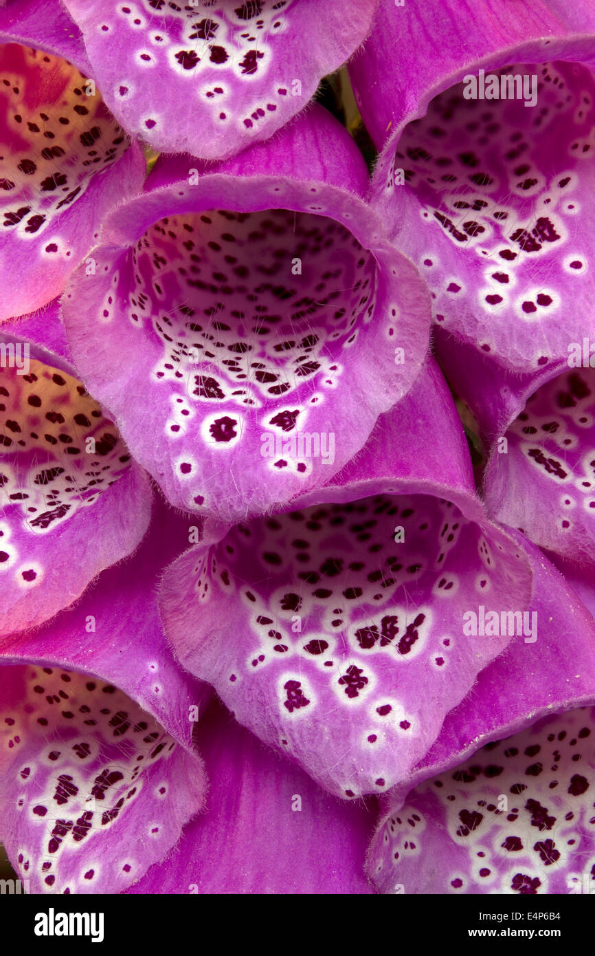 Closeup of purple Foxglove flowers of Digitalis Purpurea. Focus stacking was used to increase depth of field / focus. Stock Photo