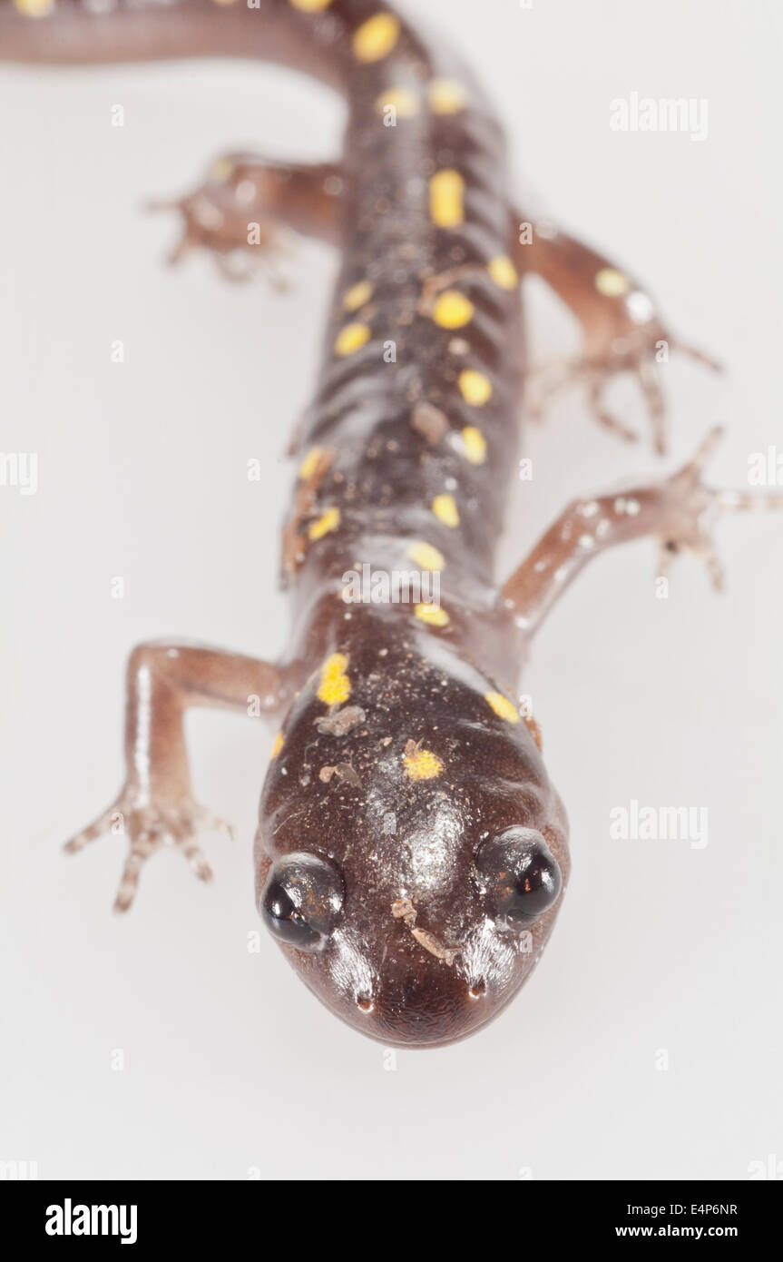 Spotted salamander, Ambystoma maculatum, native to eastern USA and Canada; cutout on white background Stock Photo