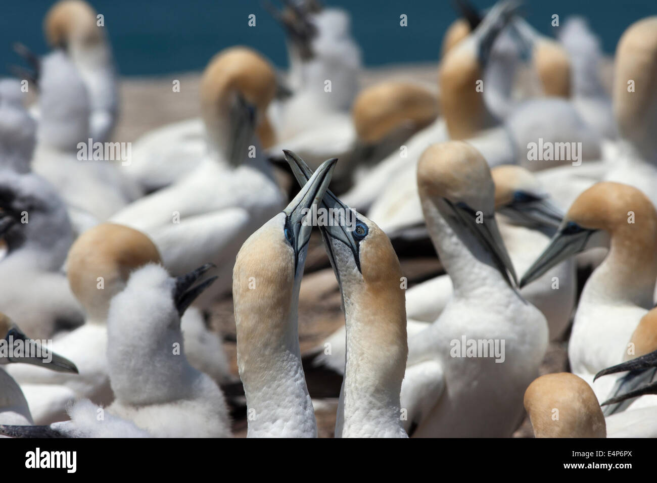 Two gannets crossing their beaks Stock Photo