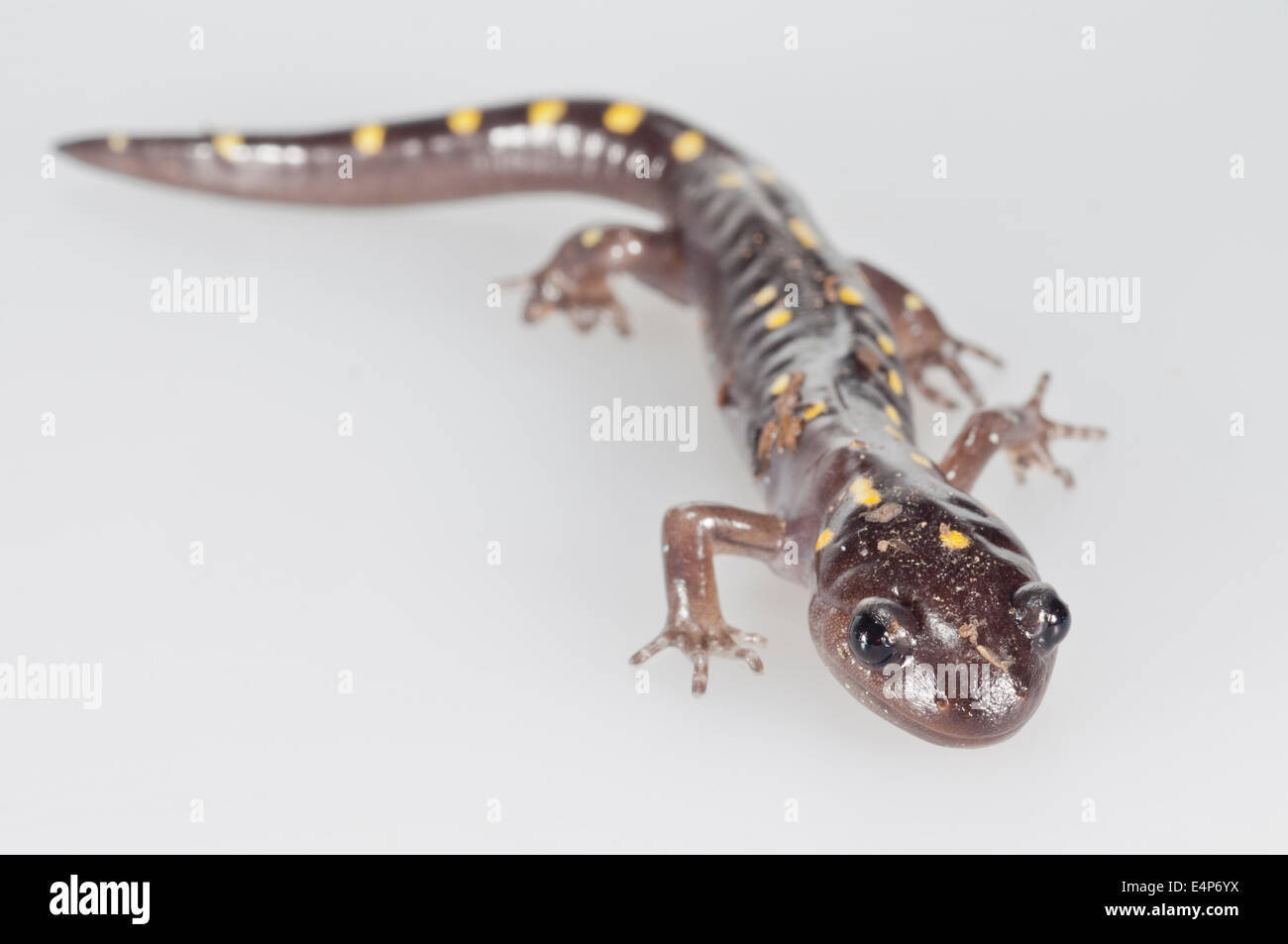 Spotted salamander, Ambystoma maculatum, native to eastern USA and Canada; cutout on white background Stock Photo