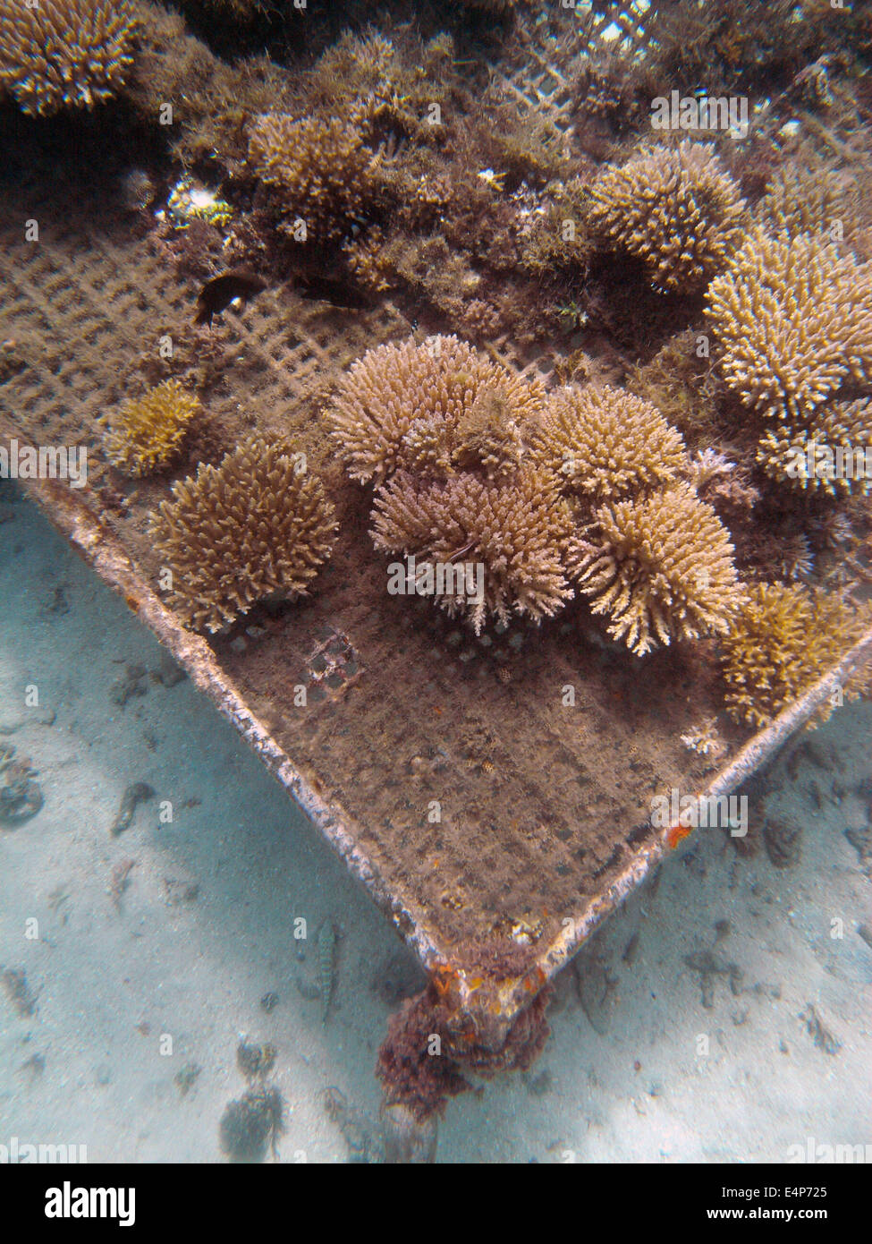 Propagated acroporid corals ready for harvesting by fragmentation on the coral farm, Coral Coast, Viti Levu, Fiji Stock Photo