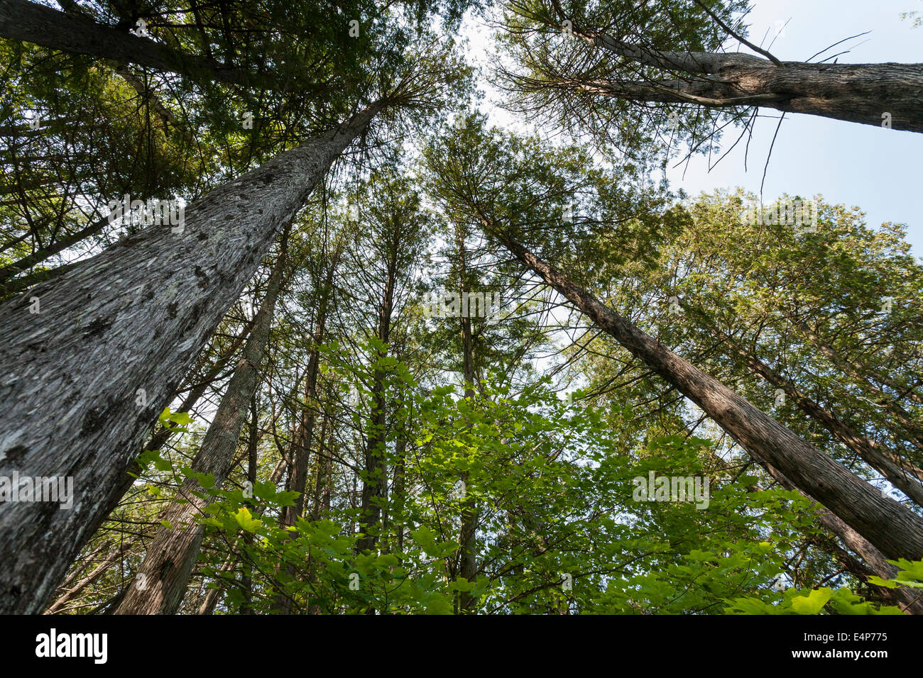 Tall Eastern White Cedar Trees. A grove of cedar trees with maple undergrowth in a wooded area near the lake. Stock Photo