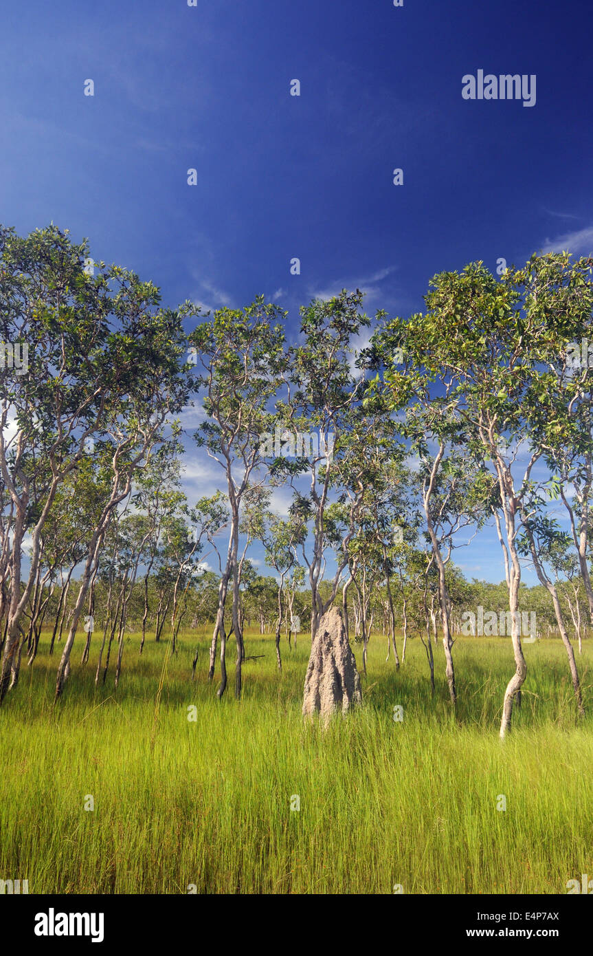 Lush wet season grasses surround termite mounds in Kakadu National Park, Northern Territory, Australia Stock Photo