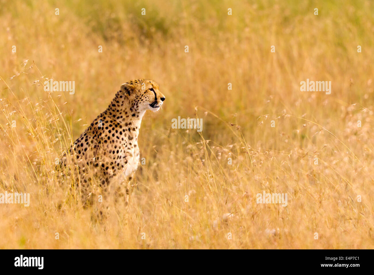 Gepardin sitzend im geleben Gras der Savanne Stock Photo