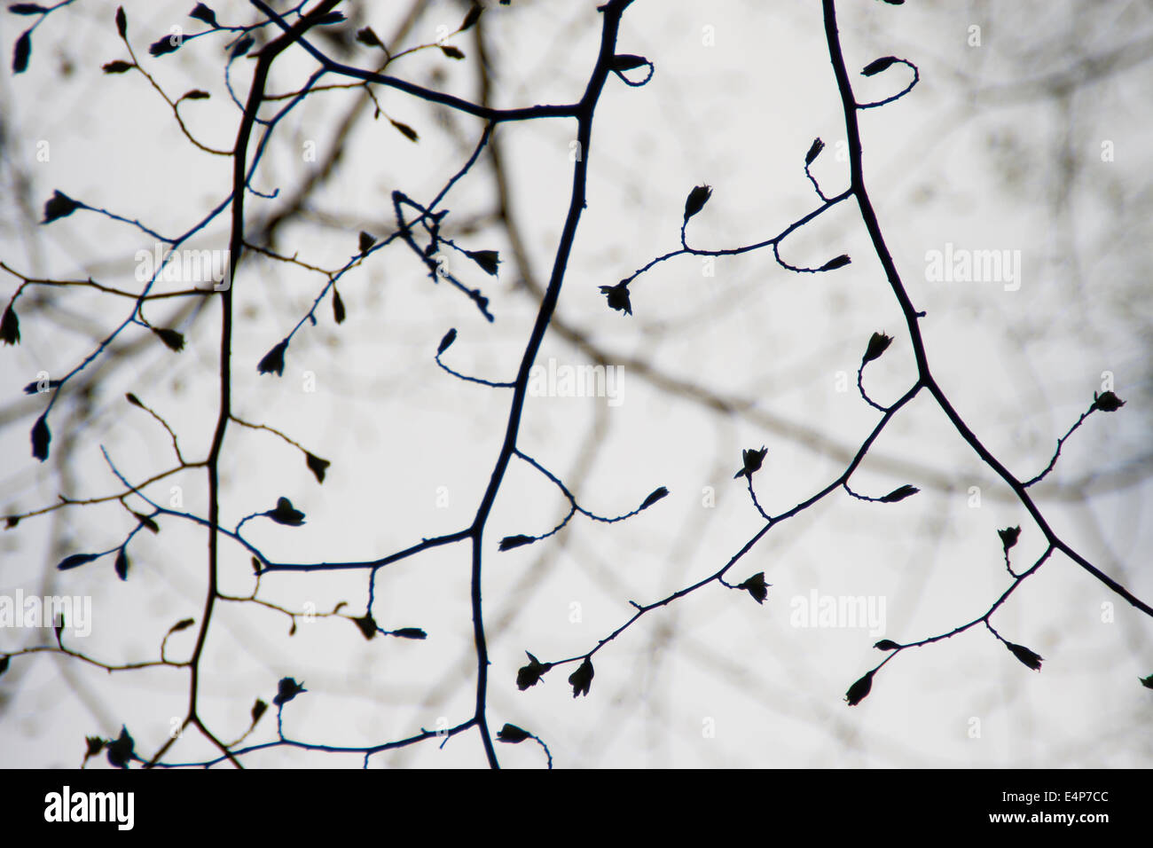Black silhouette tree hi-res stock photography and images - Alamy