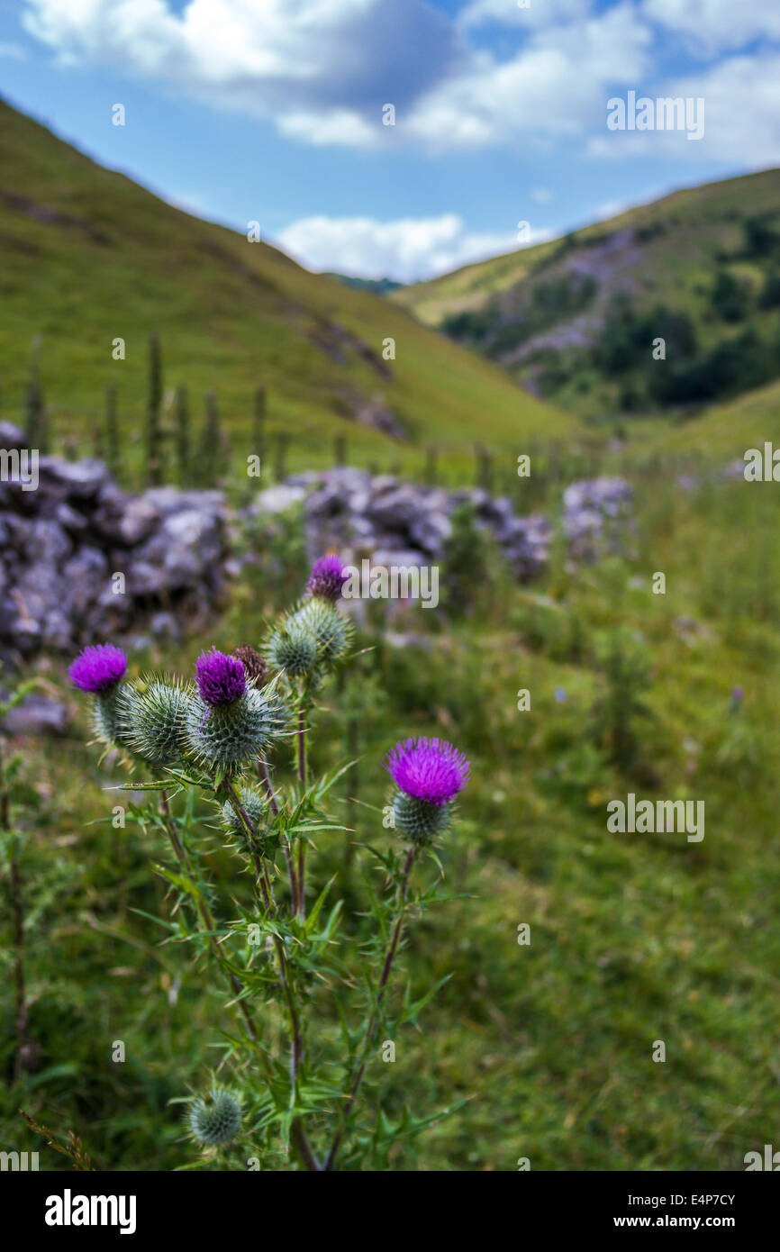 Flowering thistle in Dovedale, Peak District, UK Stock Photo