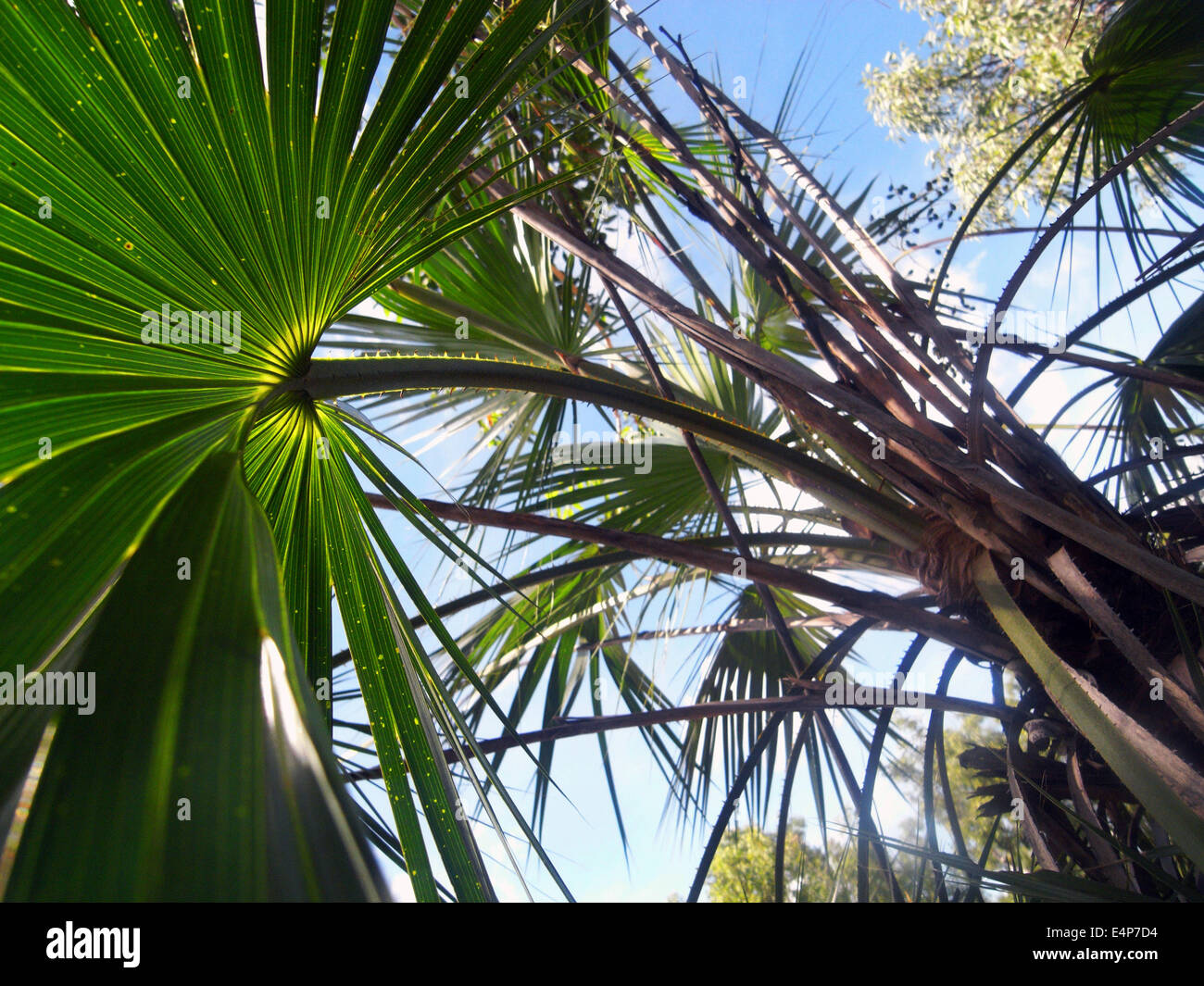 Small cabbage tree palms, Kakadu National Park, Northern Territory, Australia Stock Photo