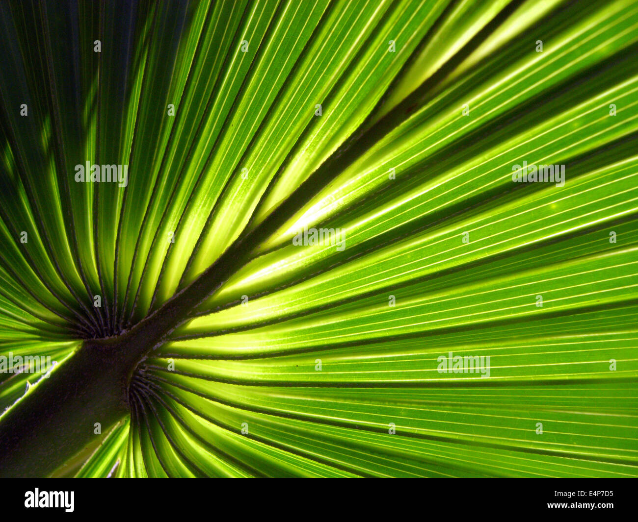 Detail of new frond of cabbage palm (Livistona sp.), Kakadu National Park, Northern Territory, Australia Stock Photo