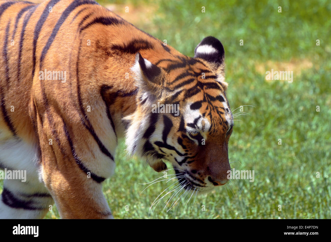 North china tiger hi-res stock photography and images - Alamy