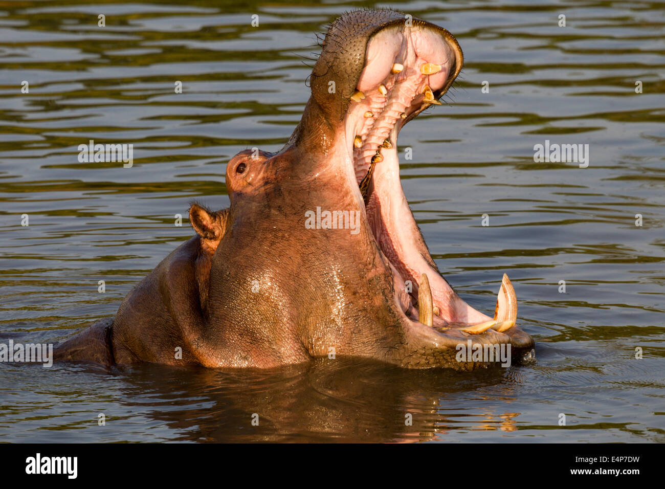 Flusspferd drohend Stock Photo