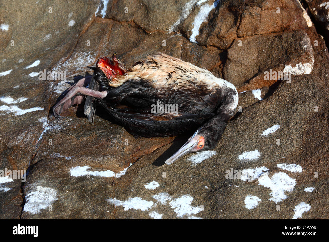 Dead Guanay cormorant (Phalacrocorax bougainvillii) on rocks near Arica, Chile Stock Photo