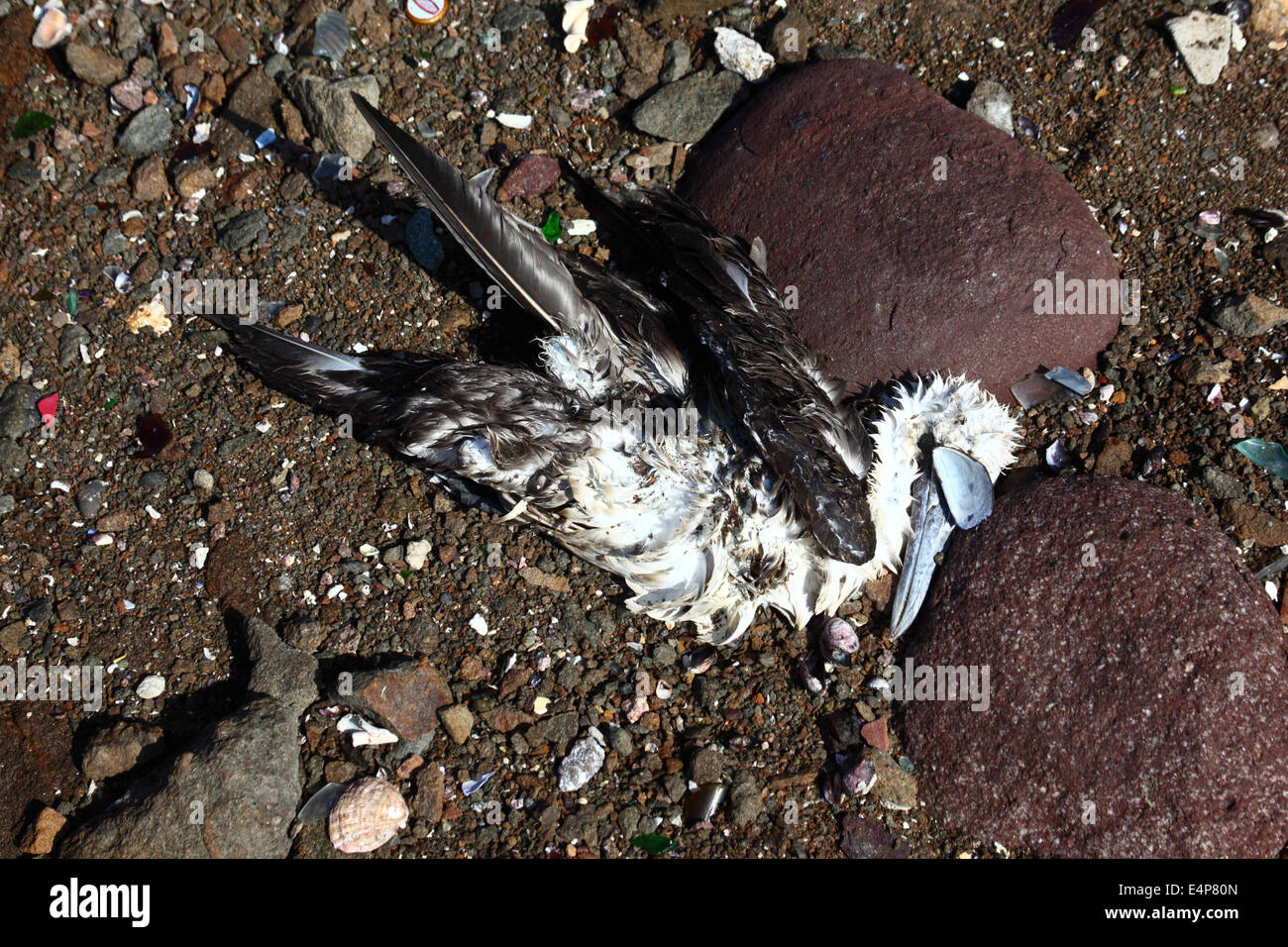 Dead Peruvian booby  (Sula variegata) on shore near Arica, Chile Stock Photo