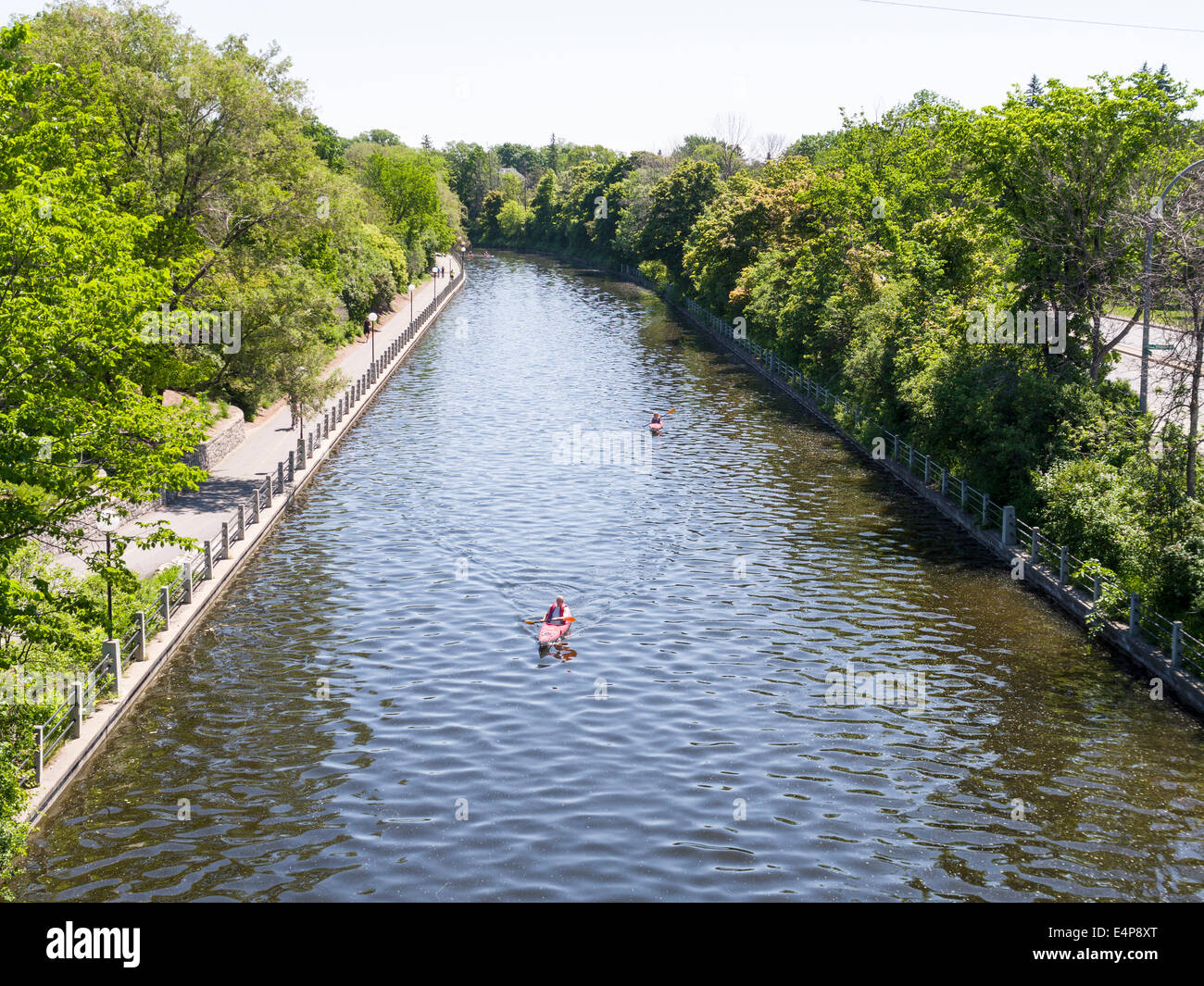 Kayaking on the Rideau Canal. Four kayakers paddle up the Rideau Canal