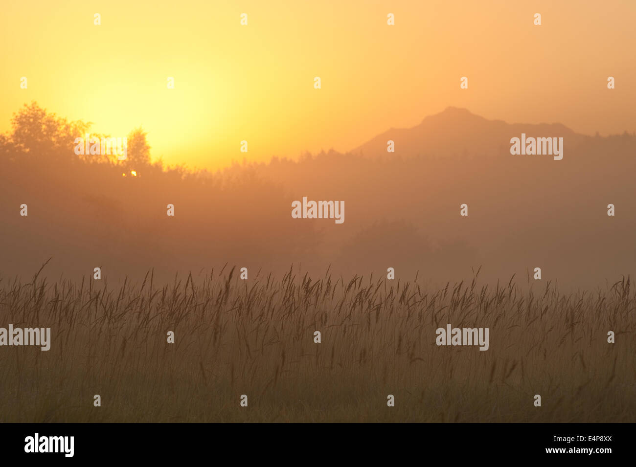 Sunrise in fog with tall grass and silhouetted trees Stock Photo - Alamy