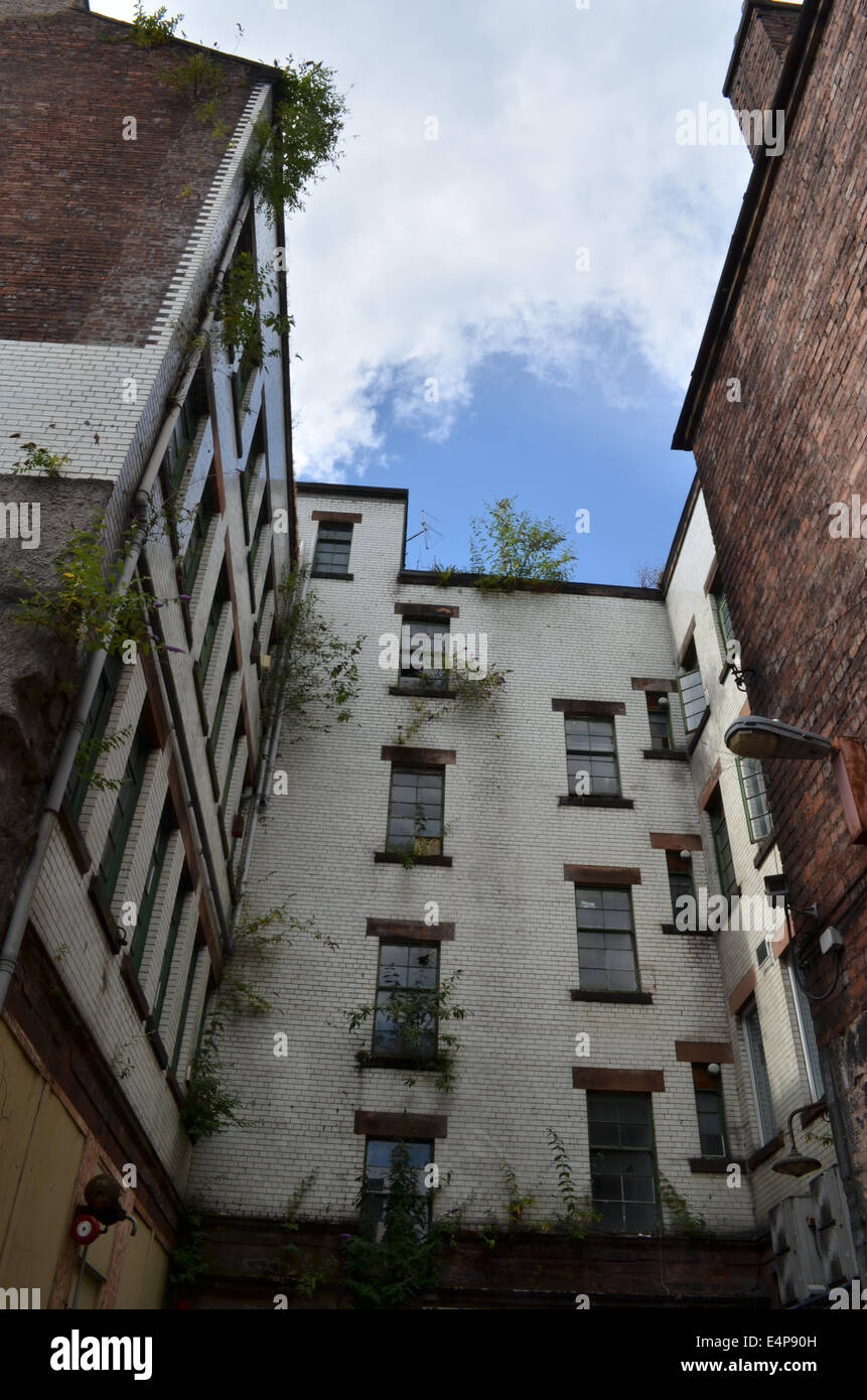 Back of tenements in Glasgow with lots of plants growing out of the brickwork Stock Photo