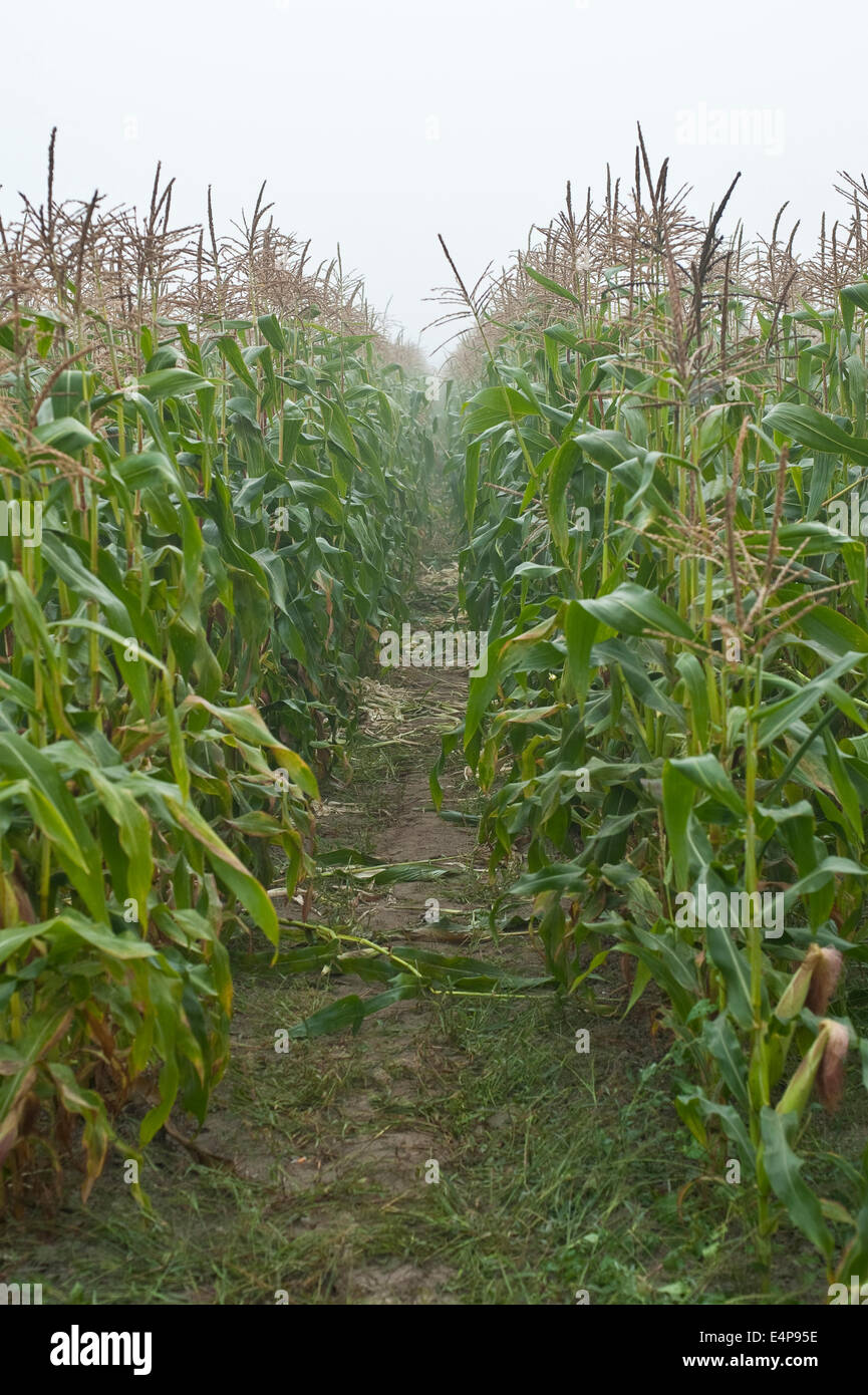 Upick corn field Stock Photo Alamy