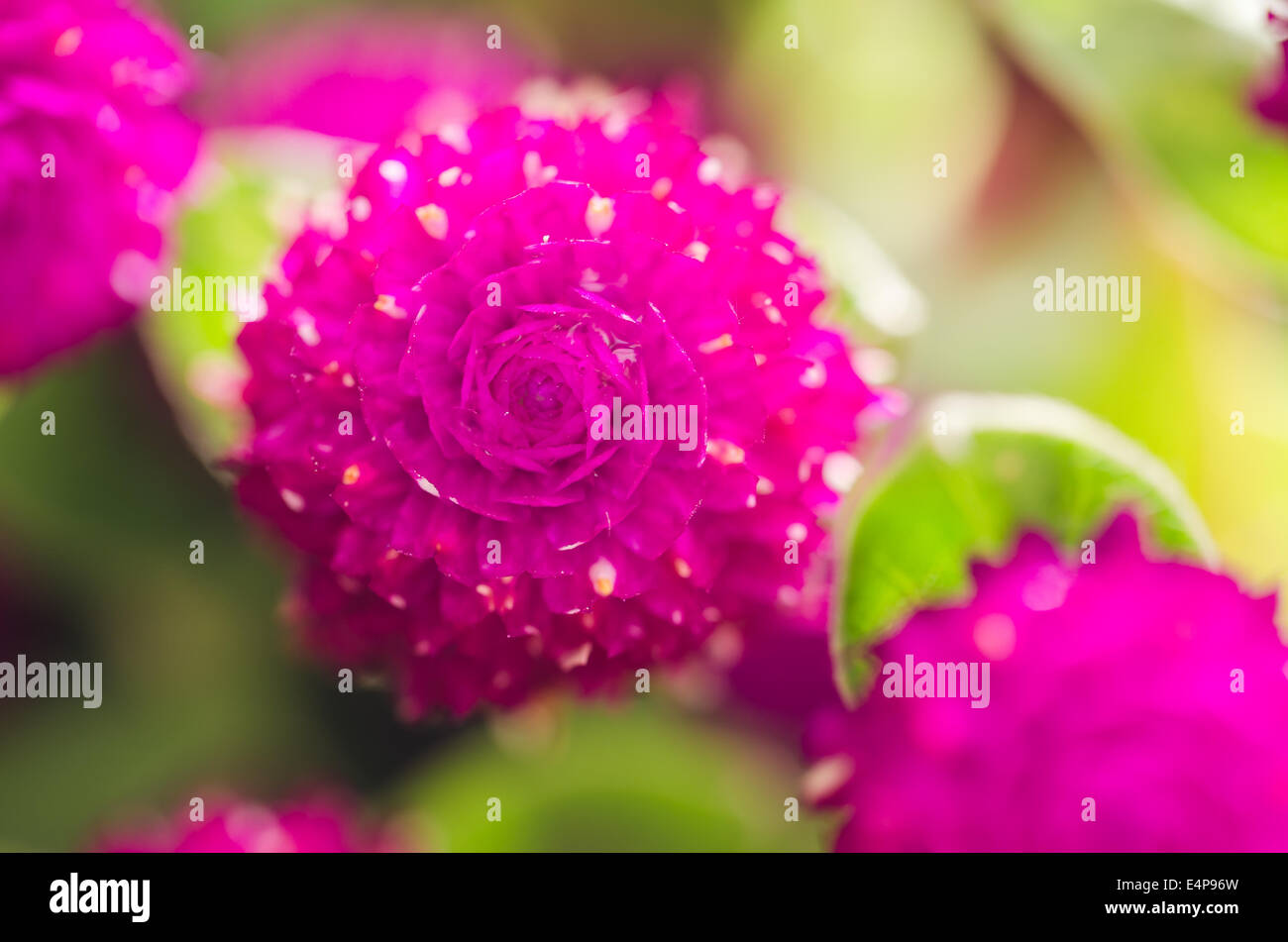 Globe Amaranth or Bachelor Button flower macro close-up shot in nature Stock Photo