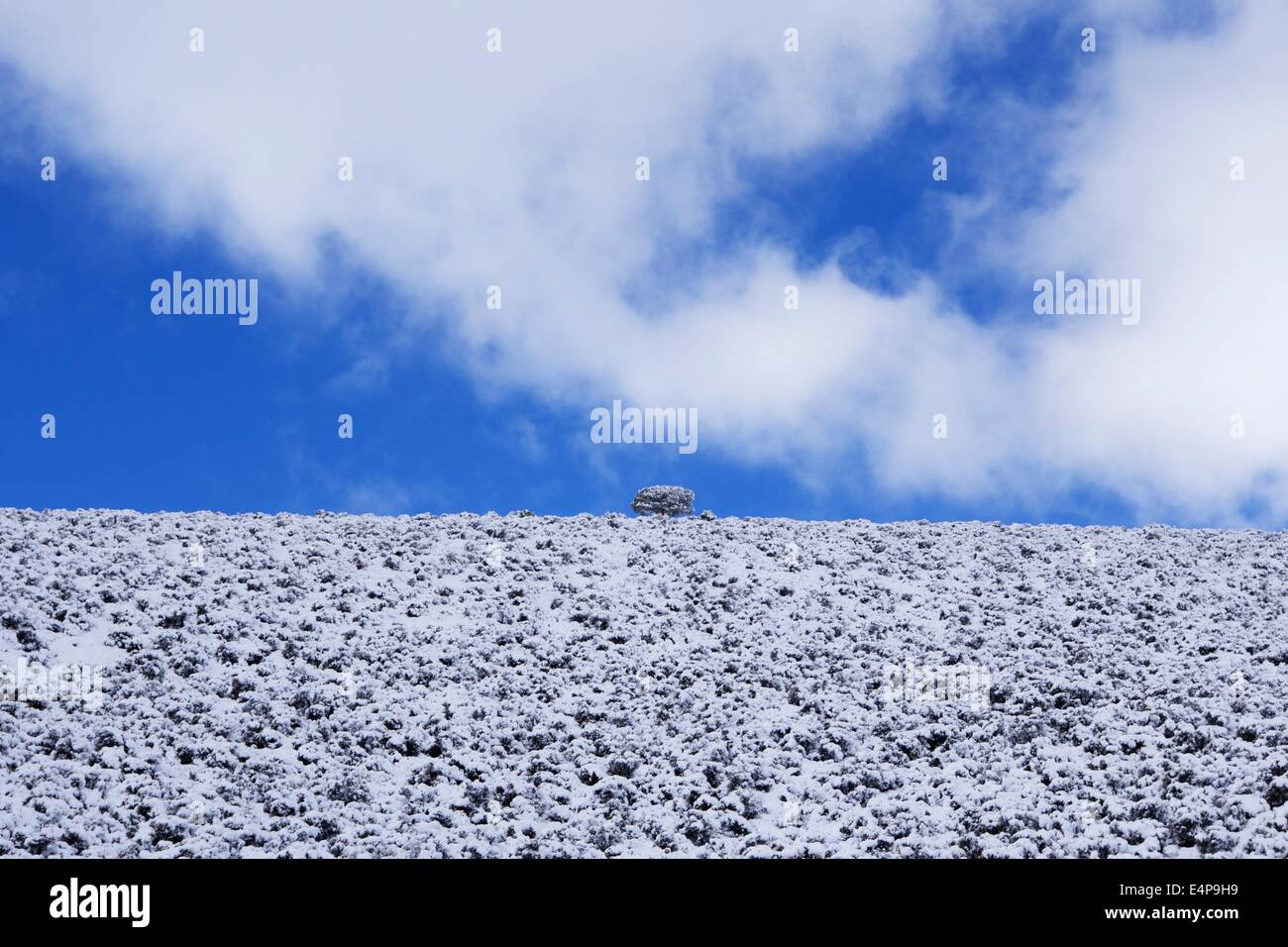 Snow on Pinyon-Juniper Forest in Southwestern Utah Stock Photo