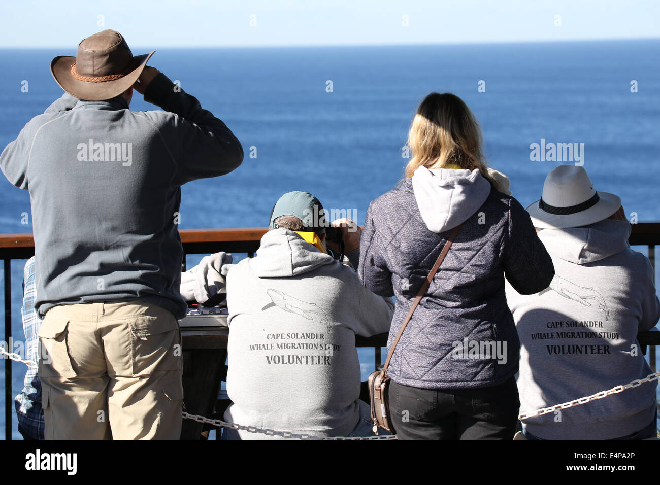 Cape Solander whale migration study volunteers and members of the public keep a look out for whales through their binoculars. Stock Photo