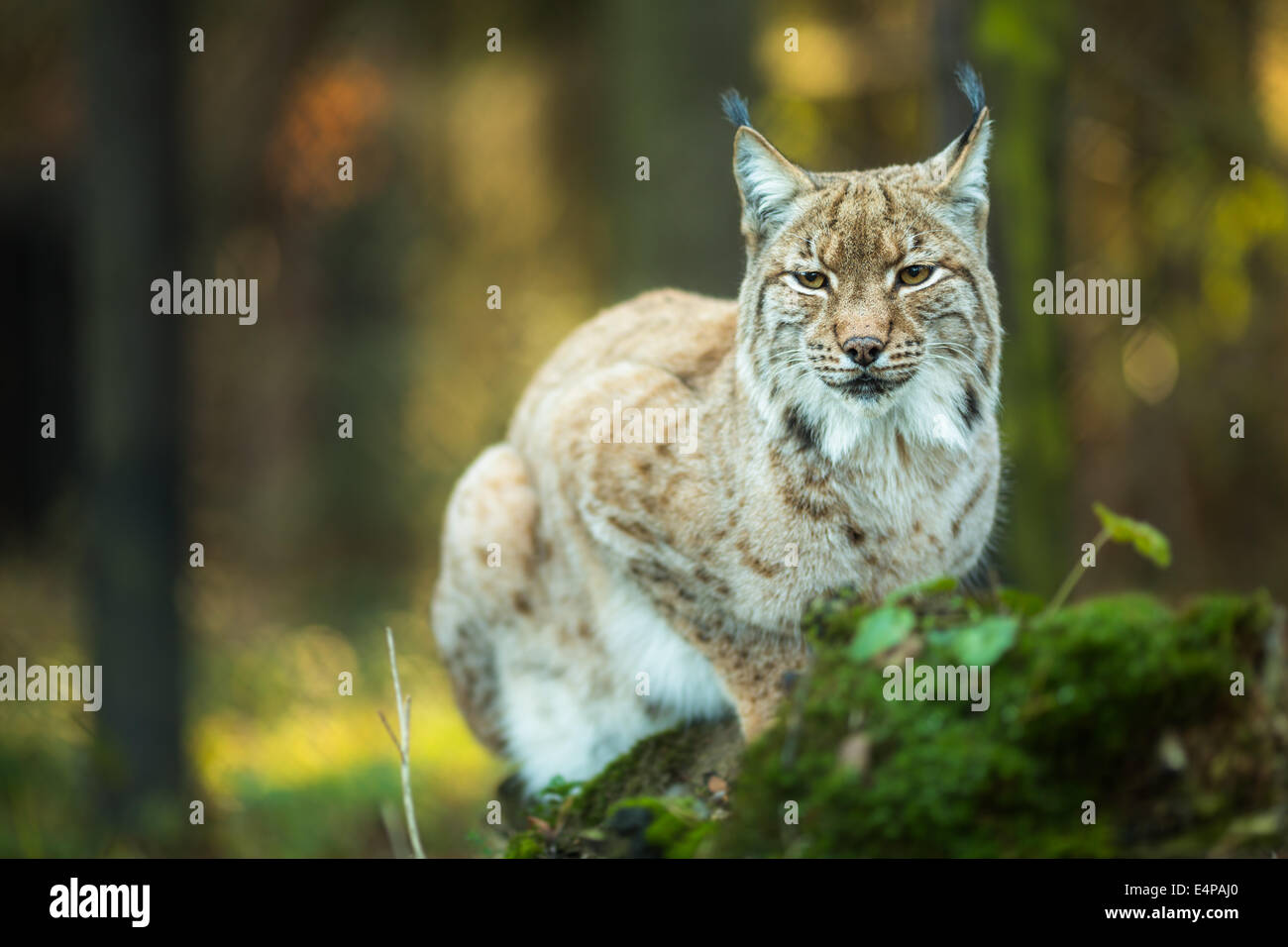 Eurasian Lynx (Lynx lynx) Stock Photo