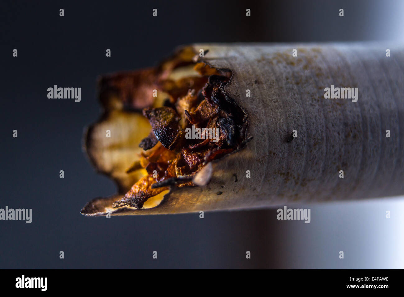 Closeup o unhealthy smoked cigarette Stock Photo