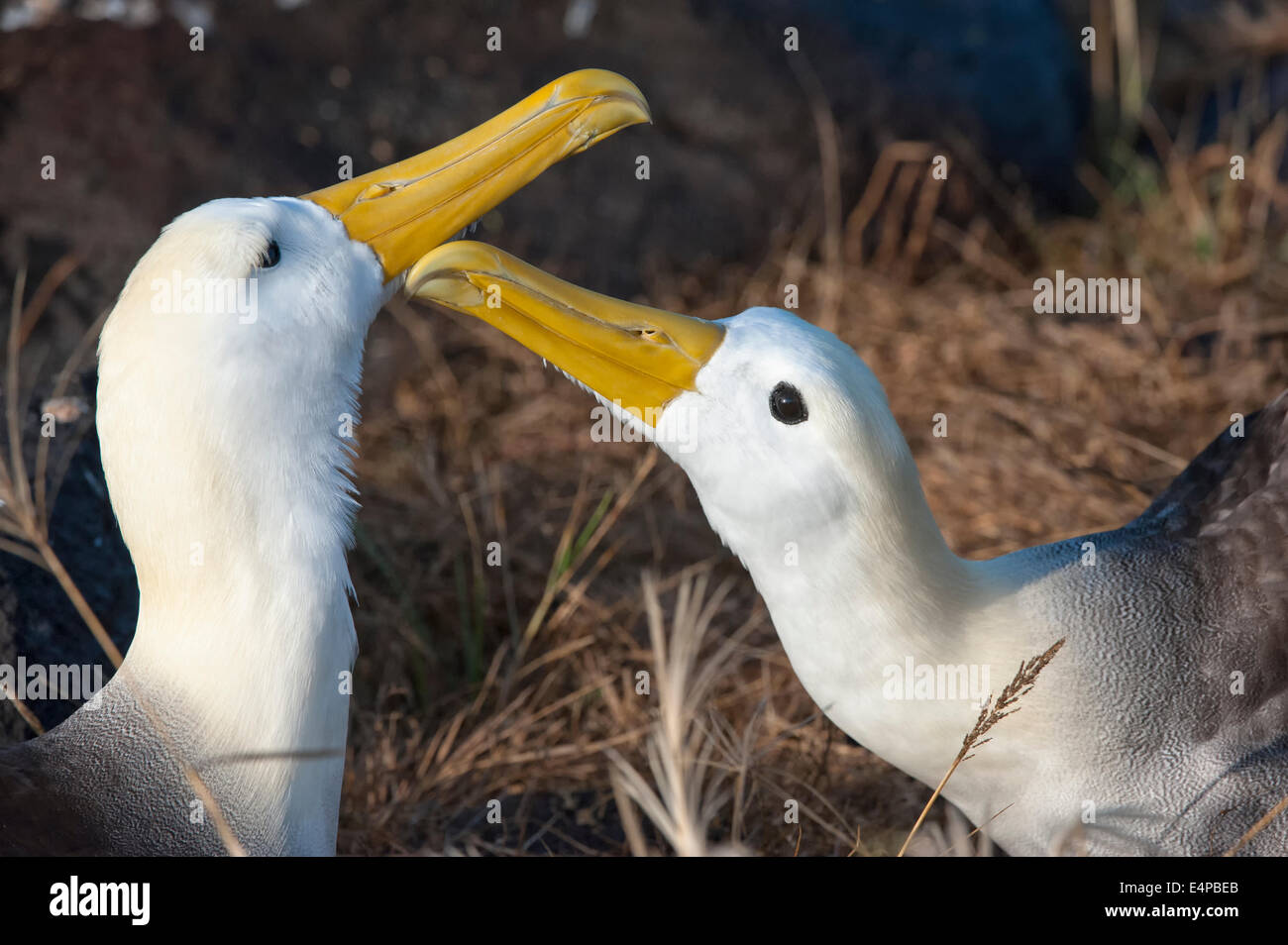 Galapagos albatrosses hi-res stock photography and images - Alamy