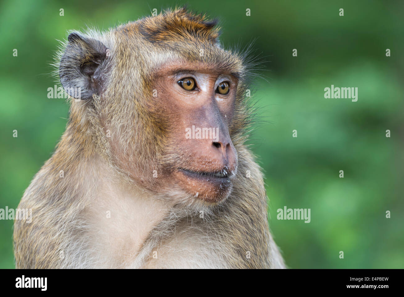 Long-tailed Macaque or Crab-eating Macaque (Macaca fascicularis), Thailand, Asia Stock Photo