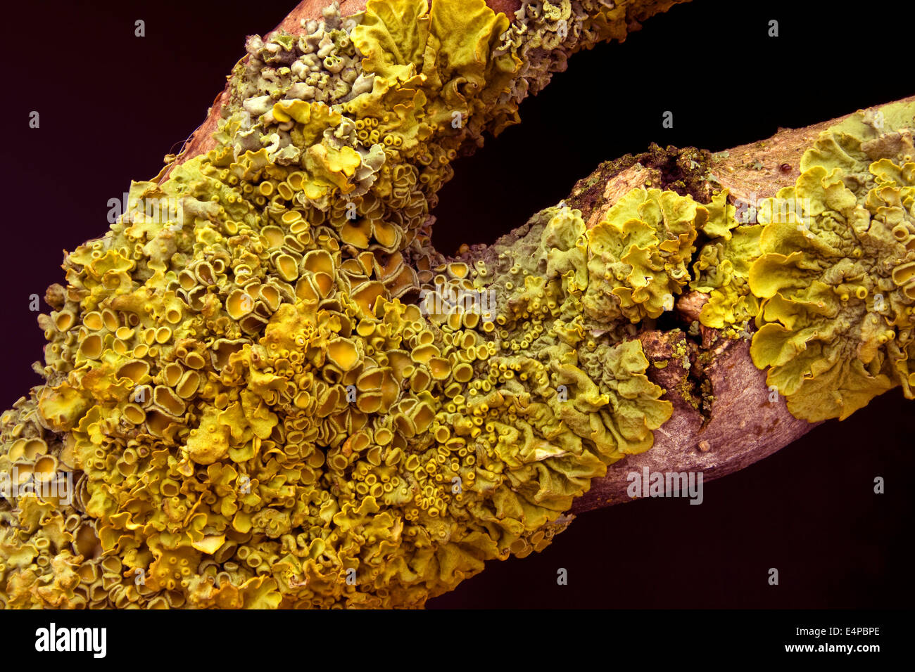 Closeup of golden yellow Foliose Lichen Xanthoria parietina (common orange or yellow scale lichen) on dead ash branch against black background. Stock Photo