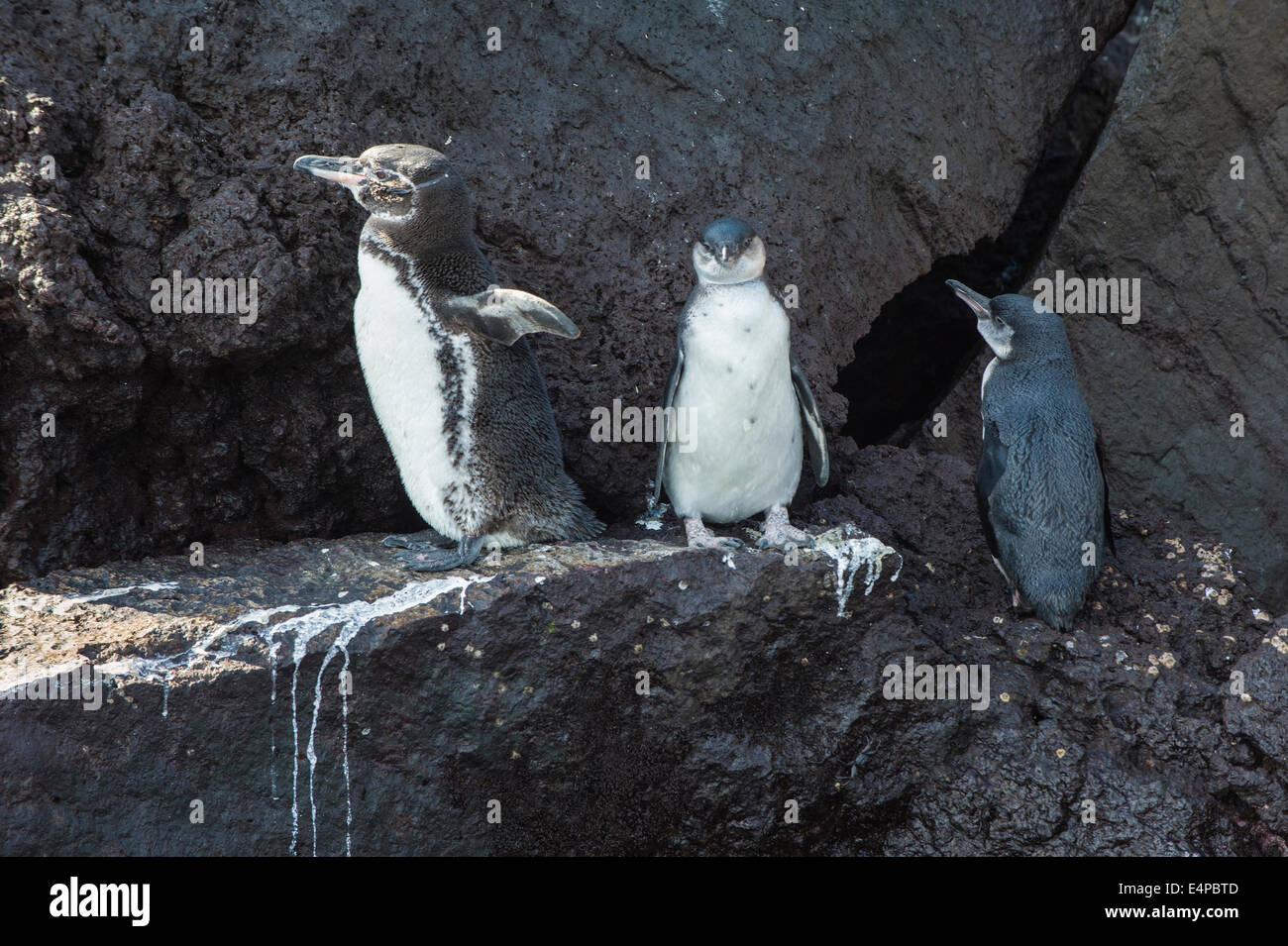 Galapagos Penguins (Spheniscus mendiculus), Elisabeth Bay, Isabela Island, Galapagos, Ecuador Stock Photo