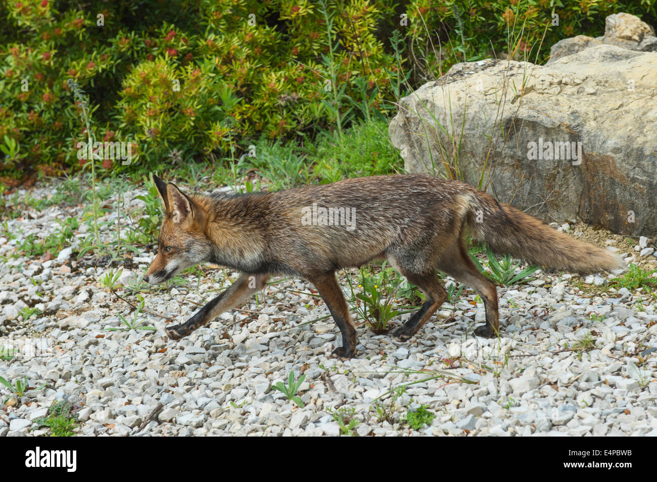 European Red Fox (Vulpes vulpes), Portugal, Europe Stock Photo