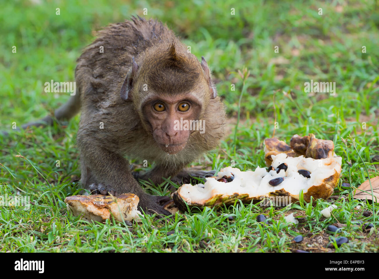 Baby Longtailed Macaque or Crabeating Macaque (Macaca fascicularis