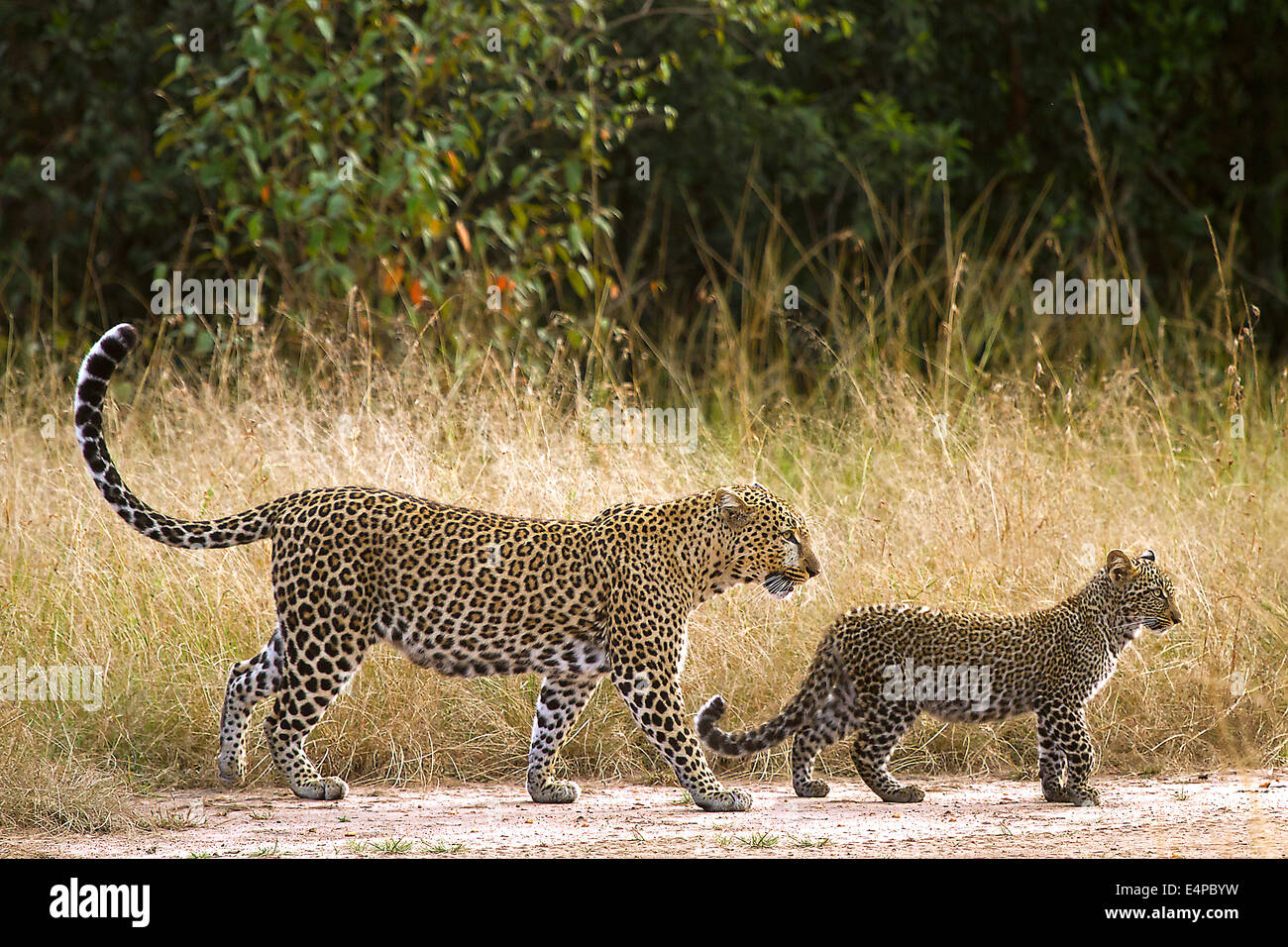 Leopardin mit ihrem Jungtier in der Savanne  Masai Mara, Kenia Stock Photo