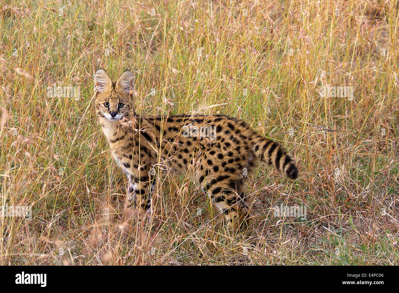 Serval cat animal hi-res stock photography and images - Alamy