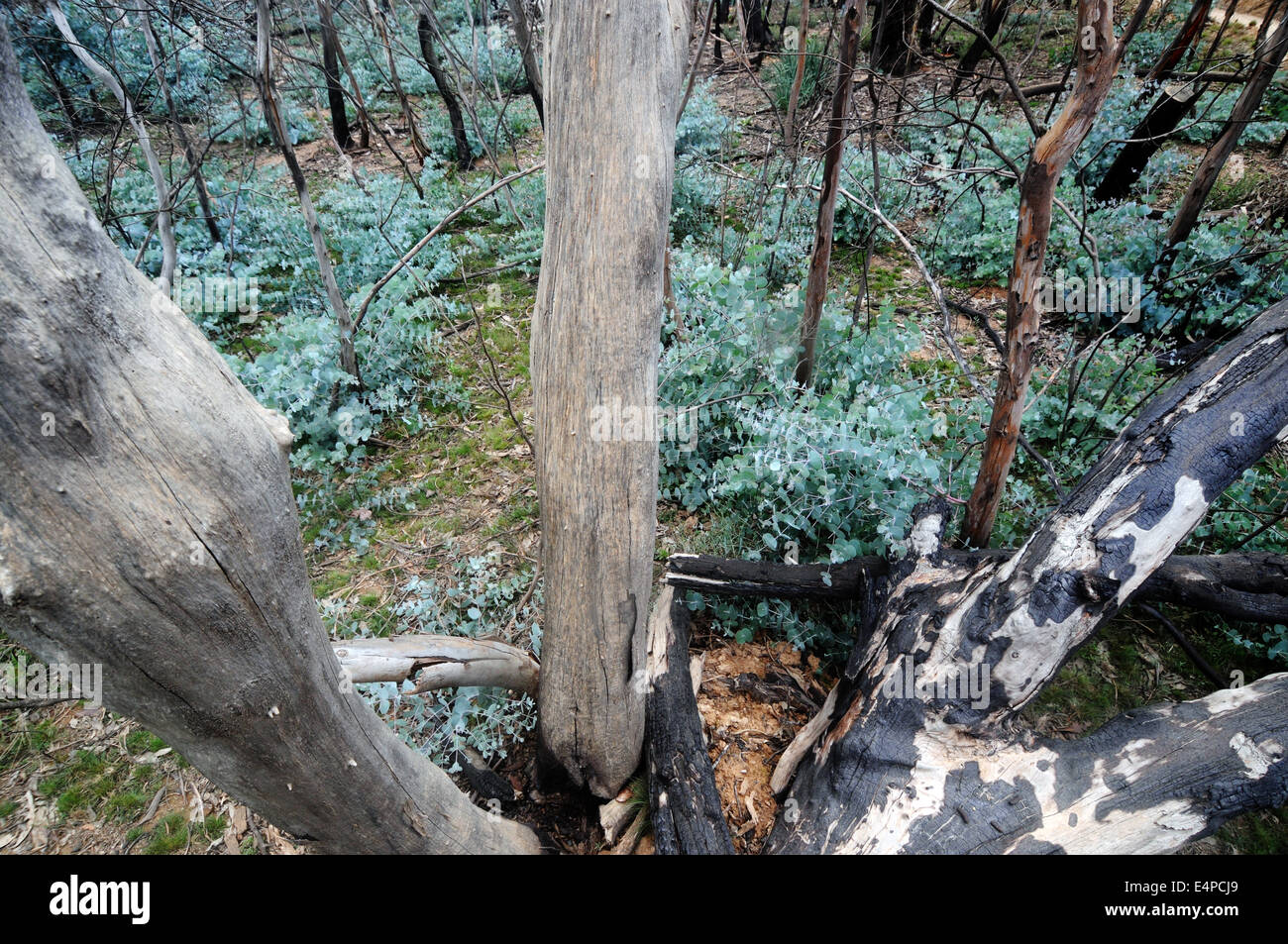 Forest of Eucalyptus polyanthemos trees regenerating after a bushfire, Namadgi National Park, ACT, Australia Stock Photo