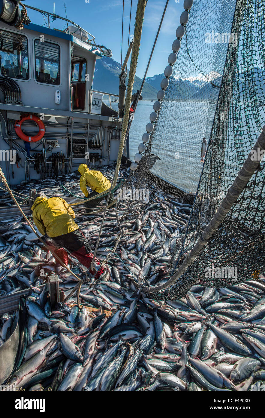 Alaska salmon fishermen fishing for salmon. seiner, seine, seining Stock Photo