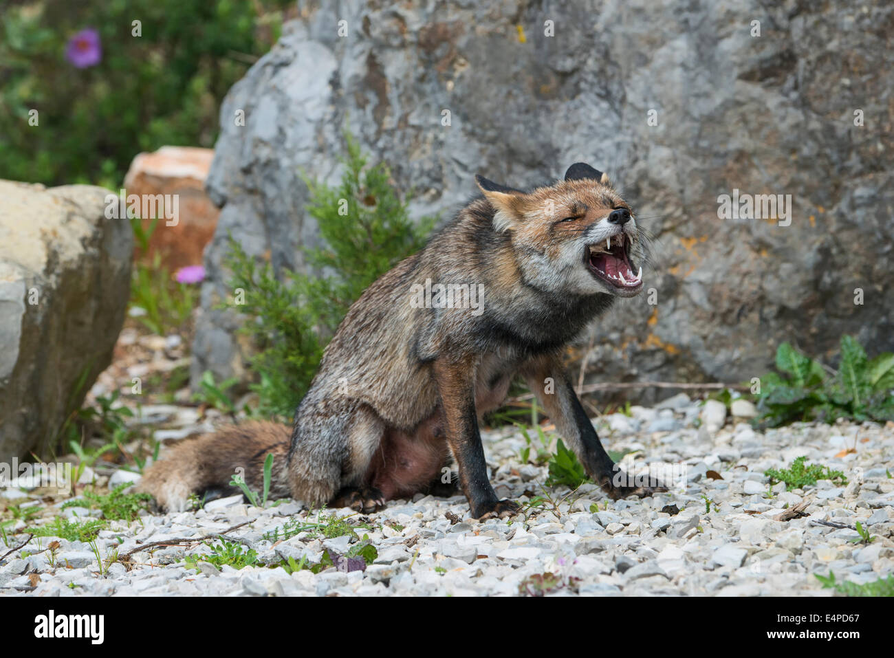 European Red Fox (Vulpes vulpes) trying to remove a bone from its mouth, Portugal, Europe Stock Photo
