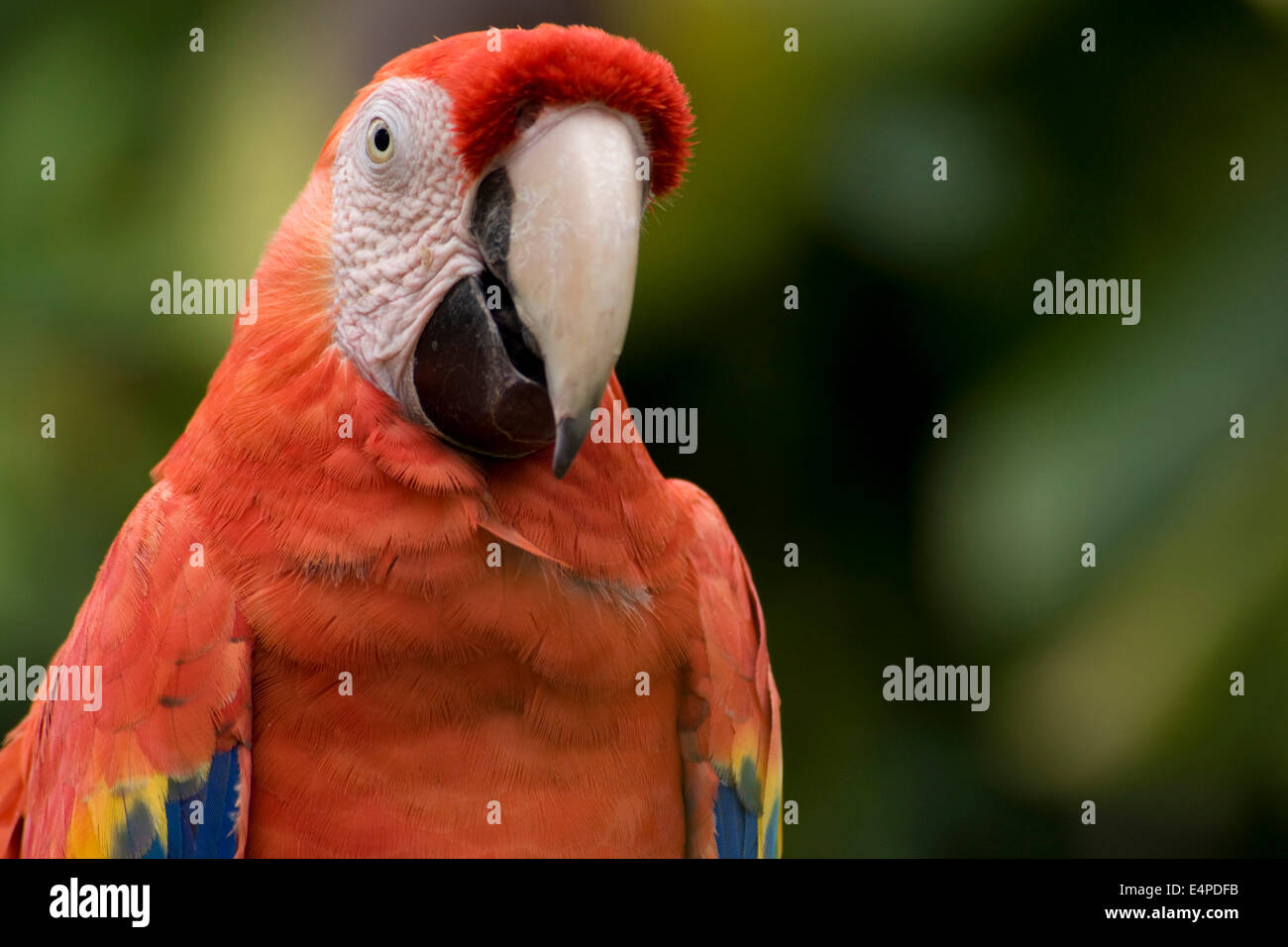 Scarlet Macaw (Ara Macao) in the amusement park of Xcaret, Xcaret, Playa del Carmen, Quintana Roo, Mexico Stock Photo